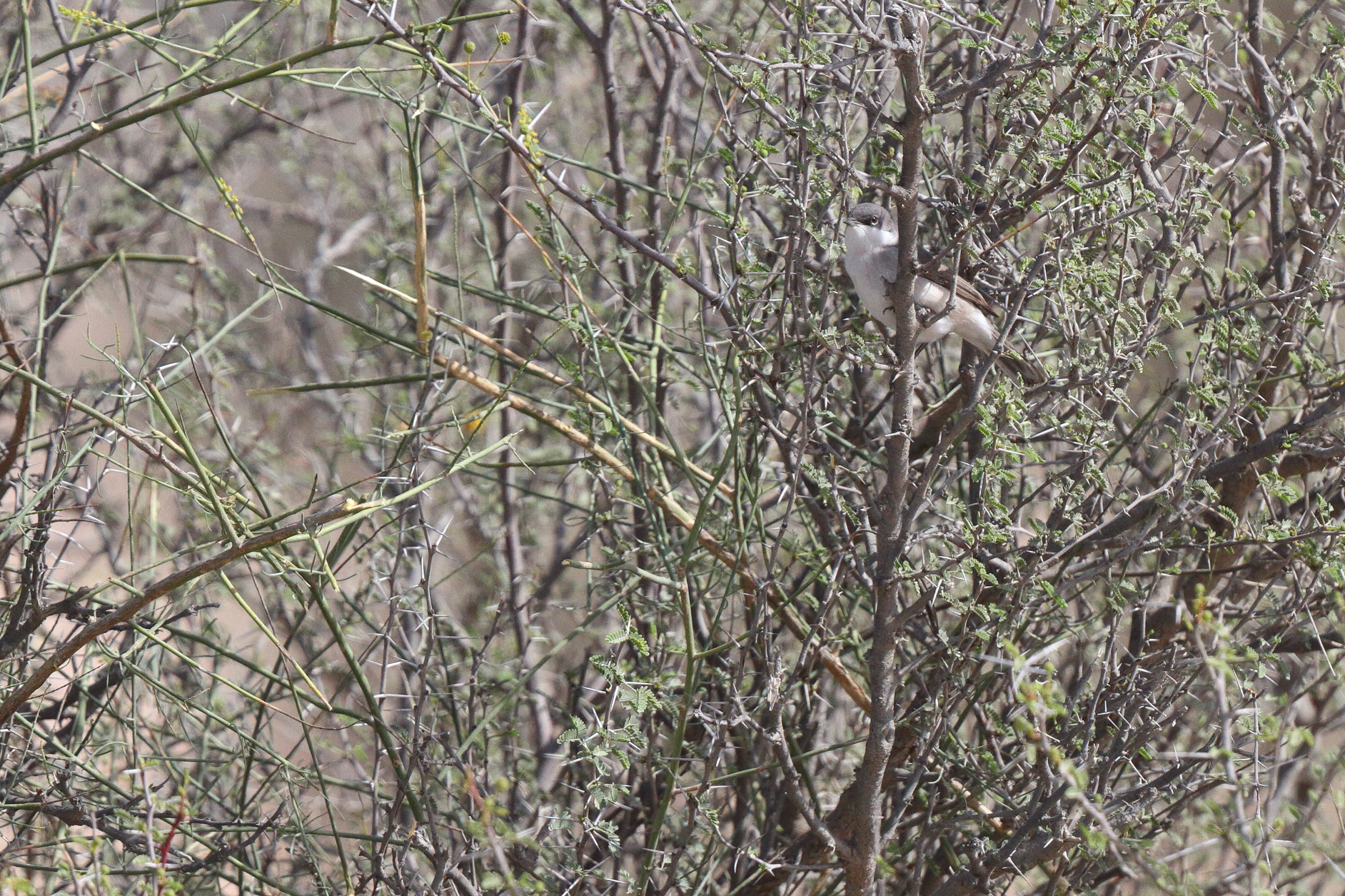 Hume's Whitethroat. Qatar, 22 March 2013 © Neil G. Morris.