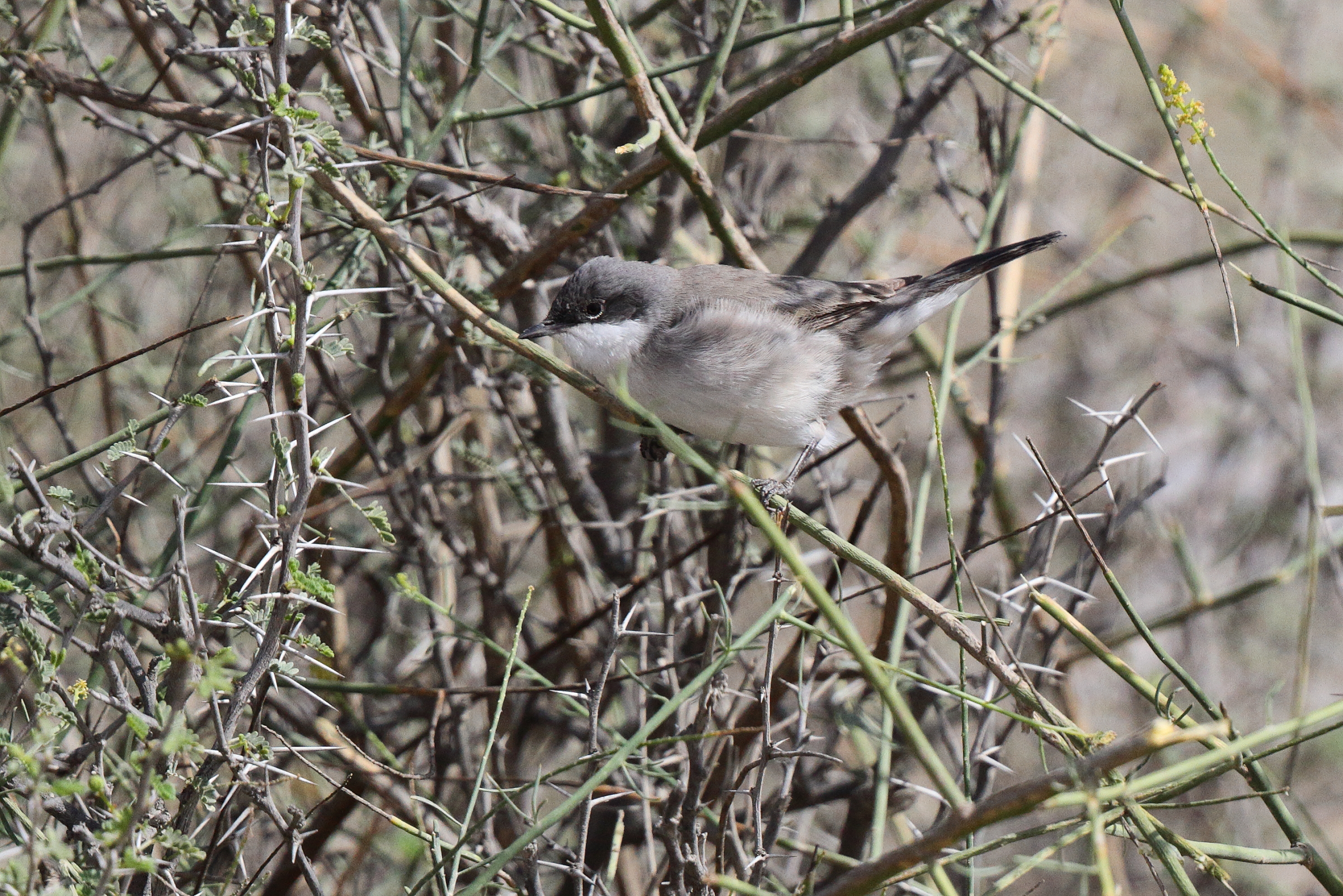 Hume's Whitethroat. Qatar, 22 March 2013 © Neil G. Morris.