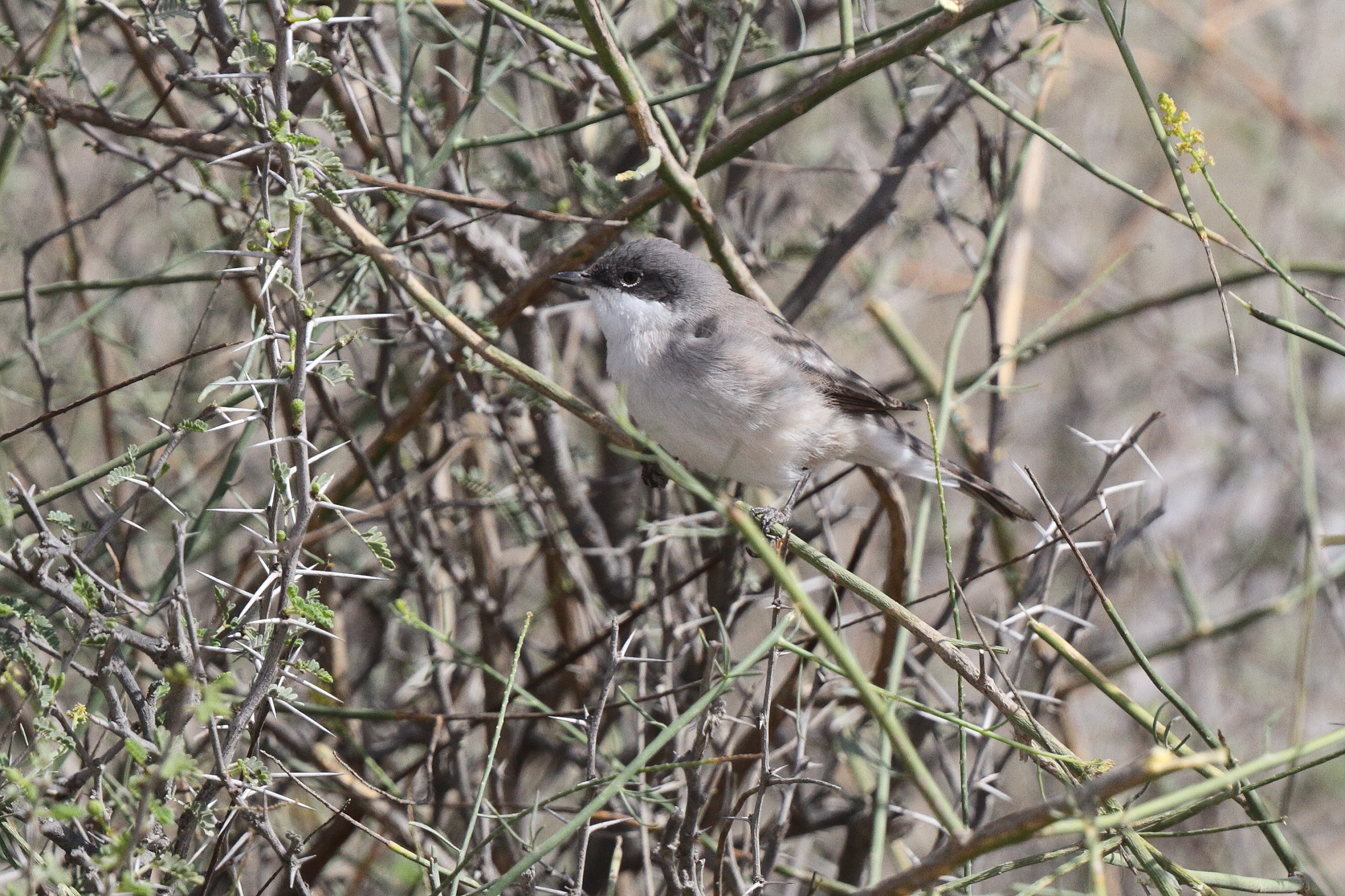 Hume's Whitethroat. Qatar, 22 March 2013 © Neil G. Morris.