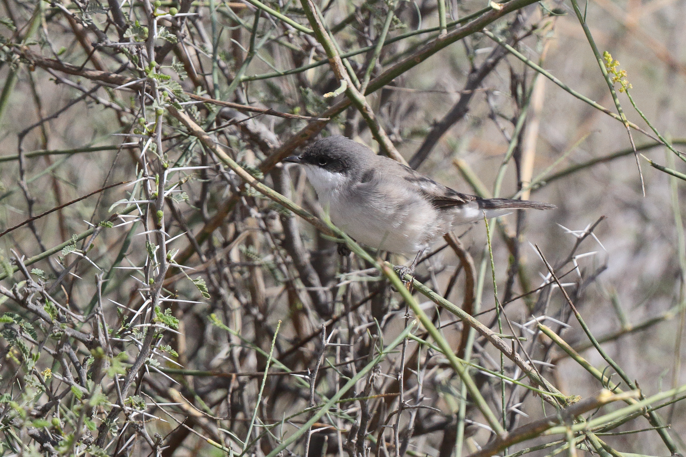 Hume's Whitethroat. Qatar, 22 March 2013 © Neil G. Morris.