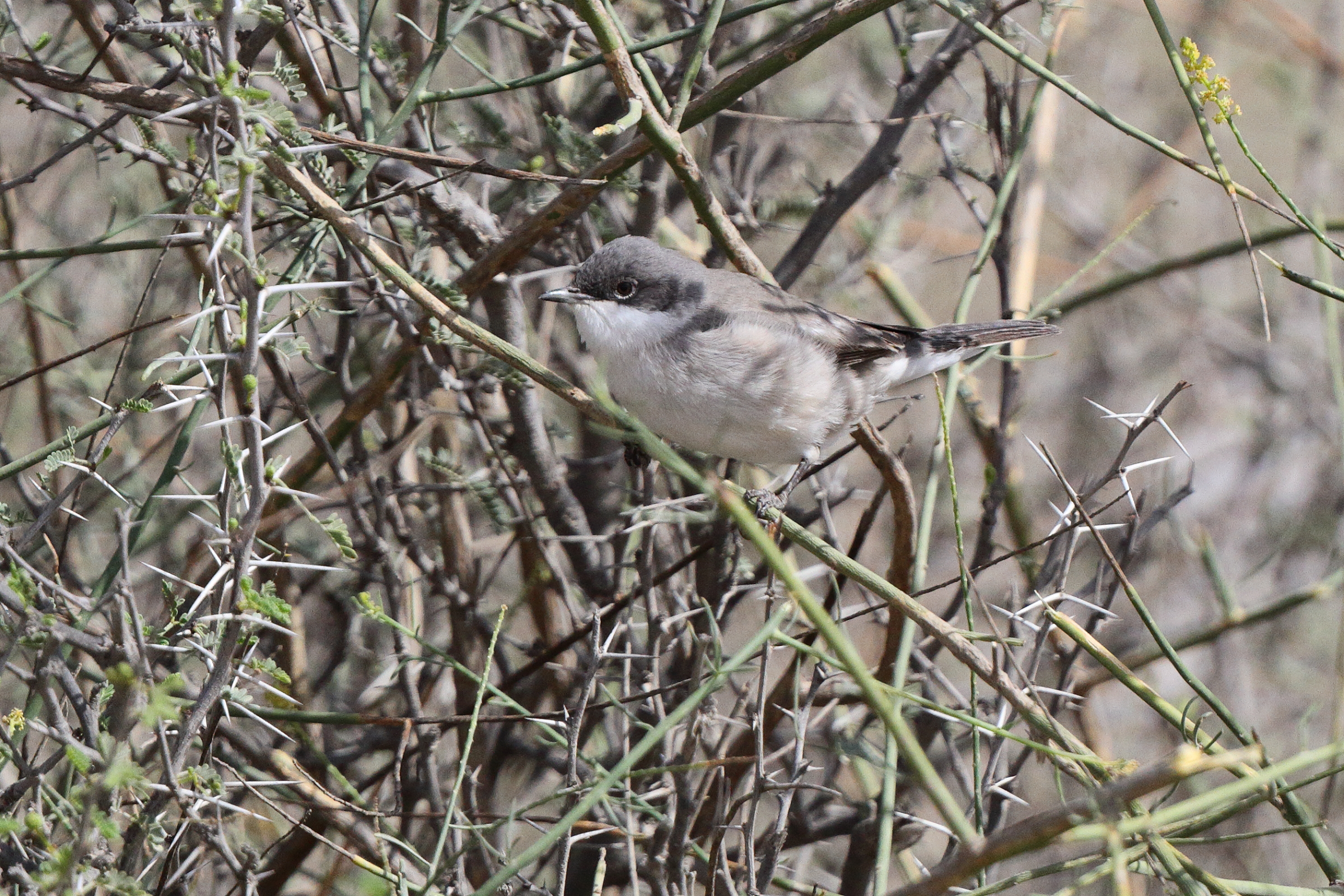 Hume's Whitethroat. Qatar, 22 March 2013 © Neil G. Morris.