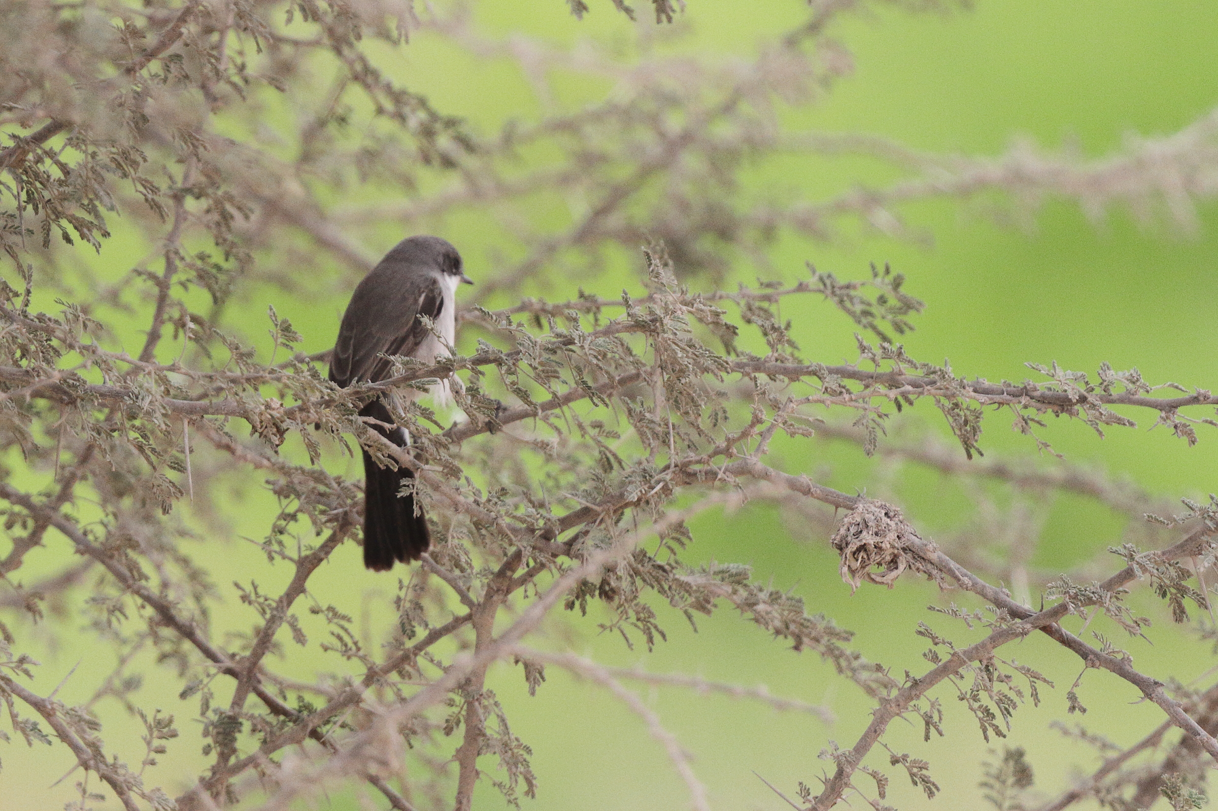 Hume's Whitethroat. Qatar, 25 March 2013 © Neil G. Morris.