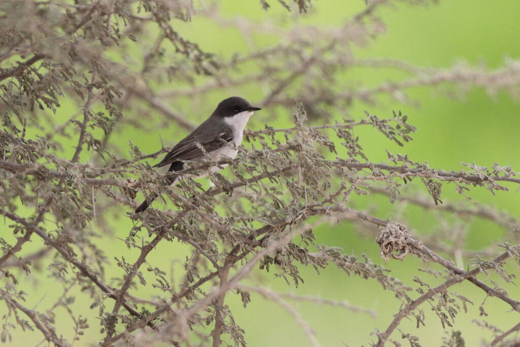 Hume's Warbler. Qatar, 25 March 2013 © Neil G. Morris.