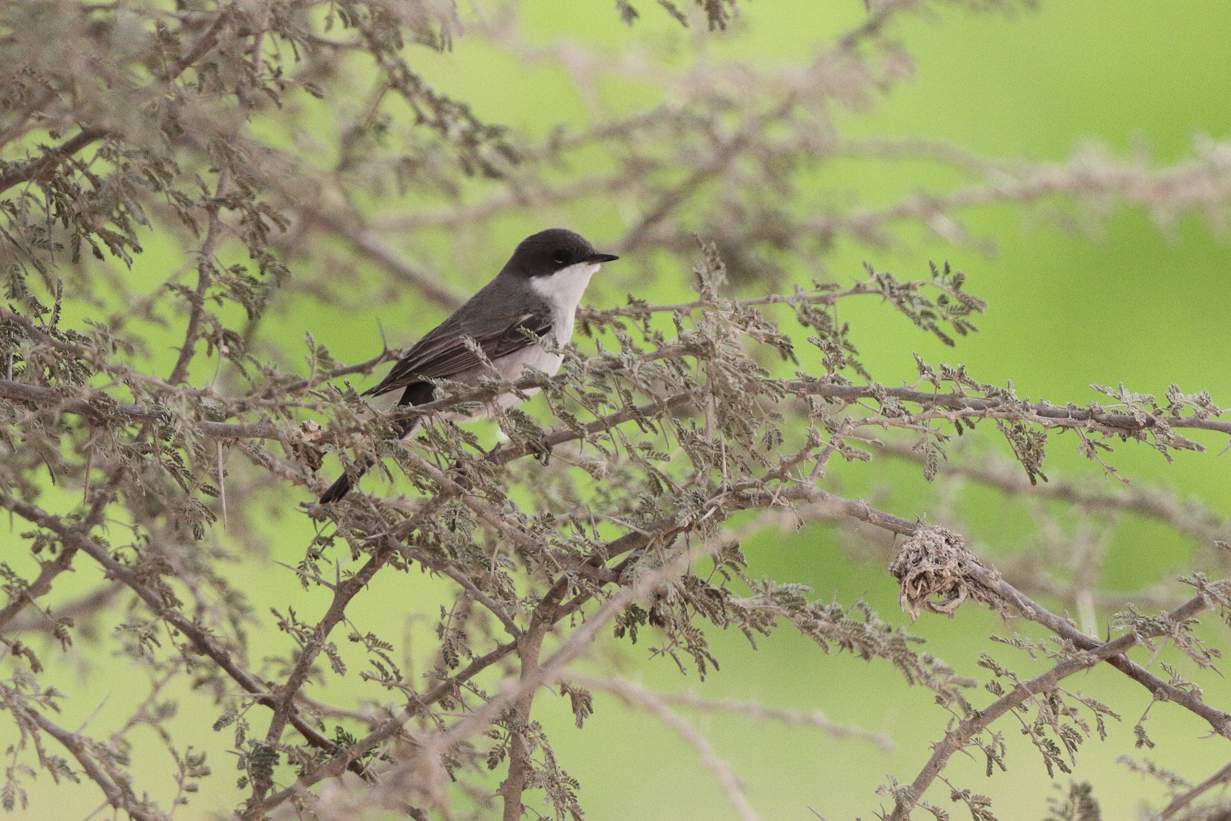 Hume's Whitethroat. Qatar, 25 March 2013 © Neil G. Morris.