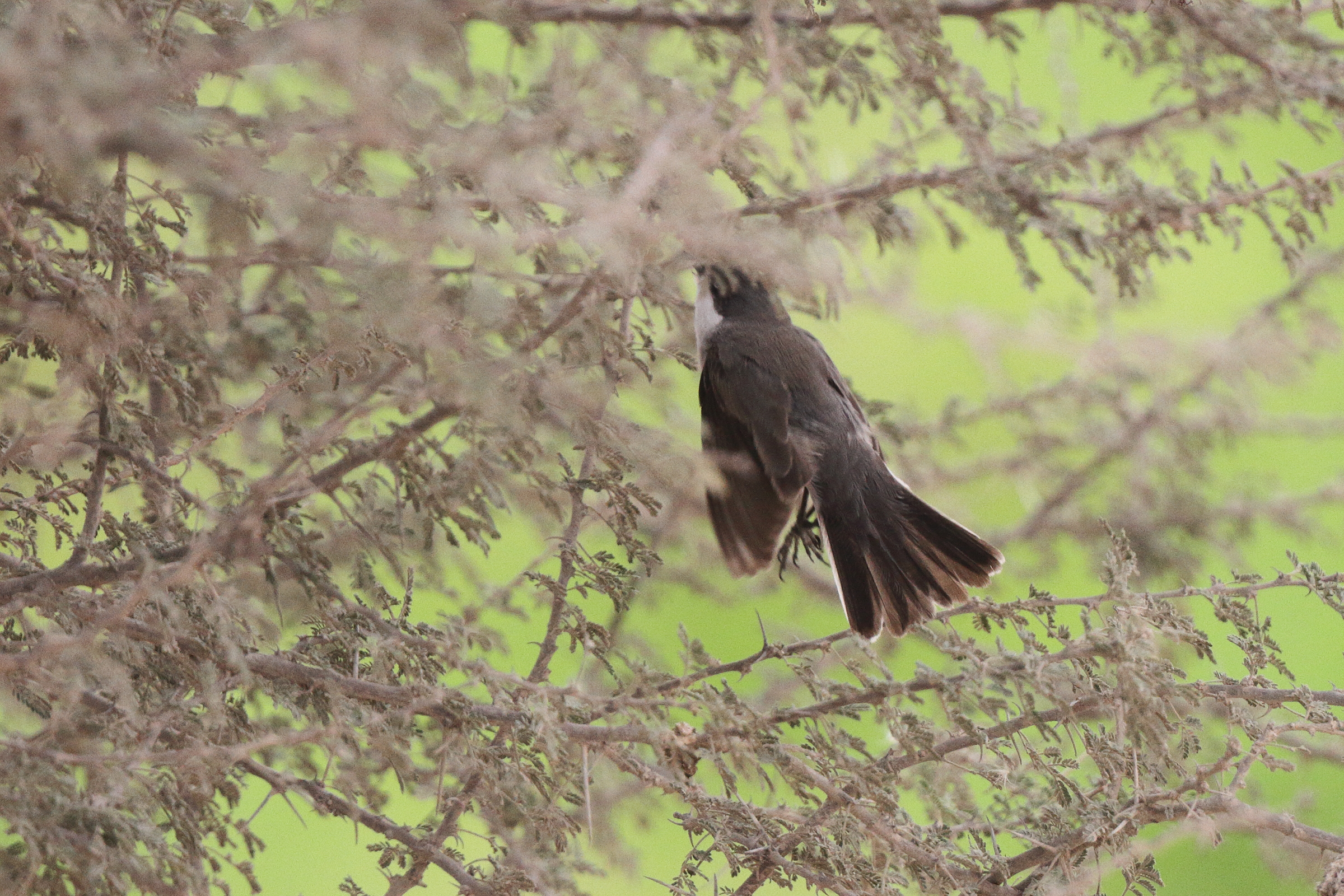 Hume's Whitethroat. Qatar, 25 March 2013 © Neil G. Morris.