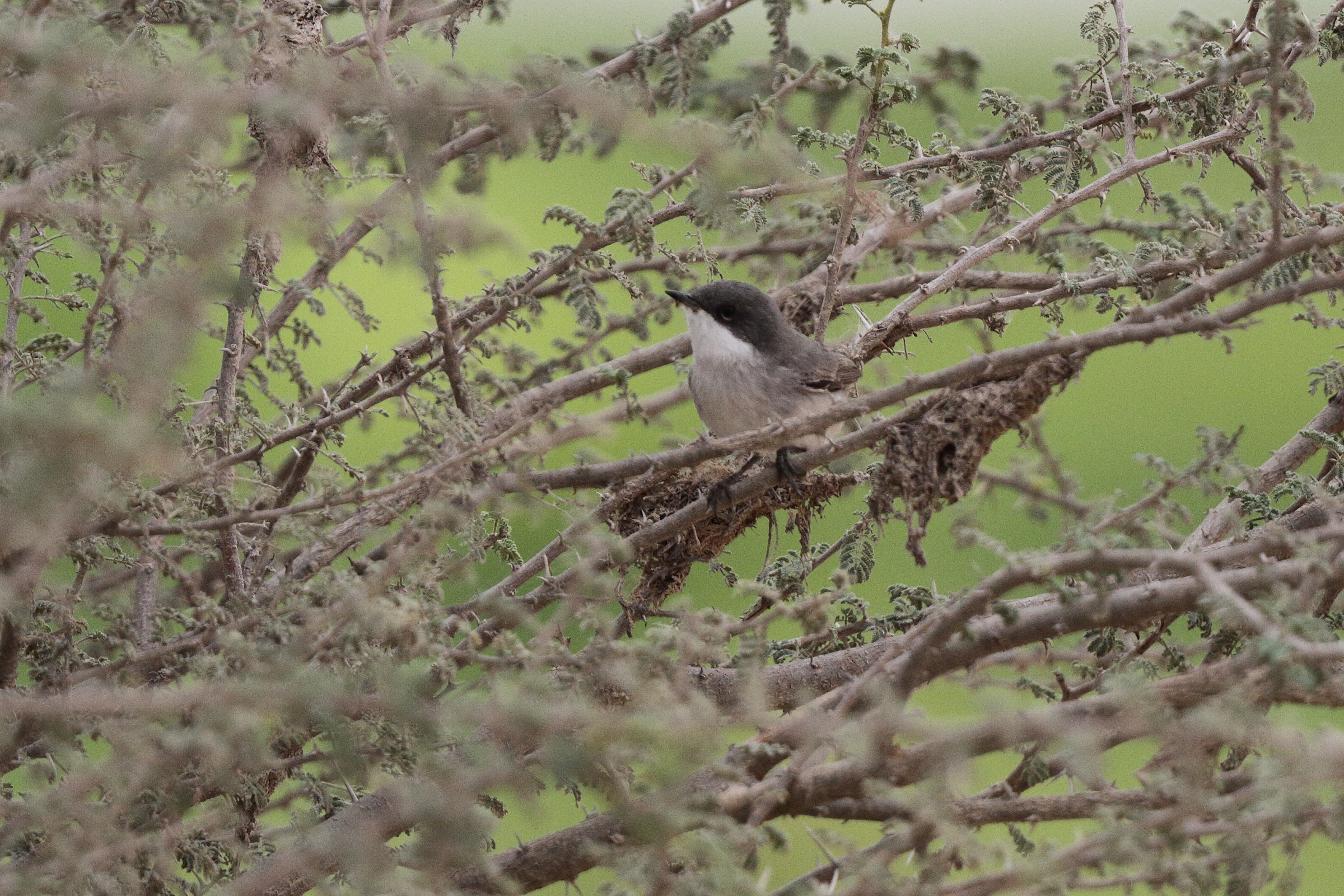Hume's Whitethroat. Qatar, 25 March 2013 © Neil G. Morris.