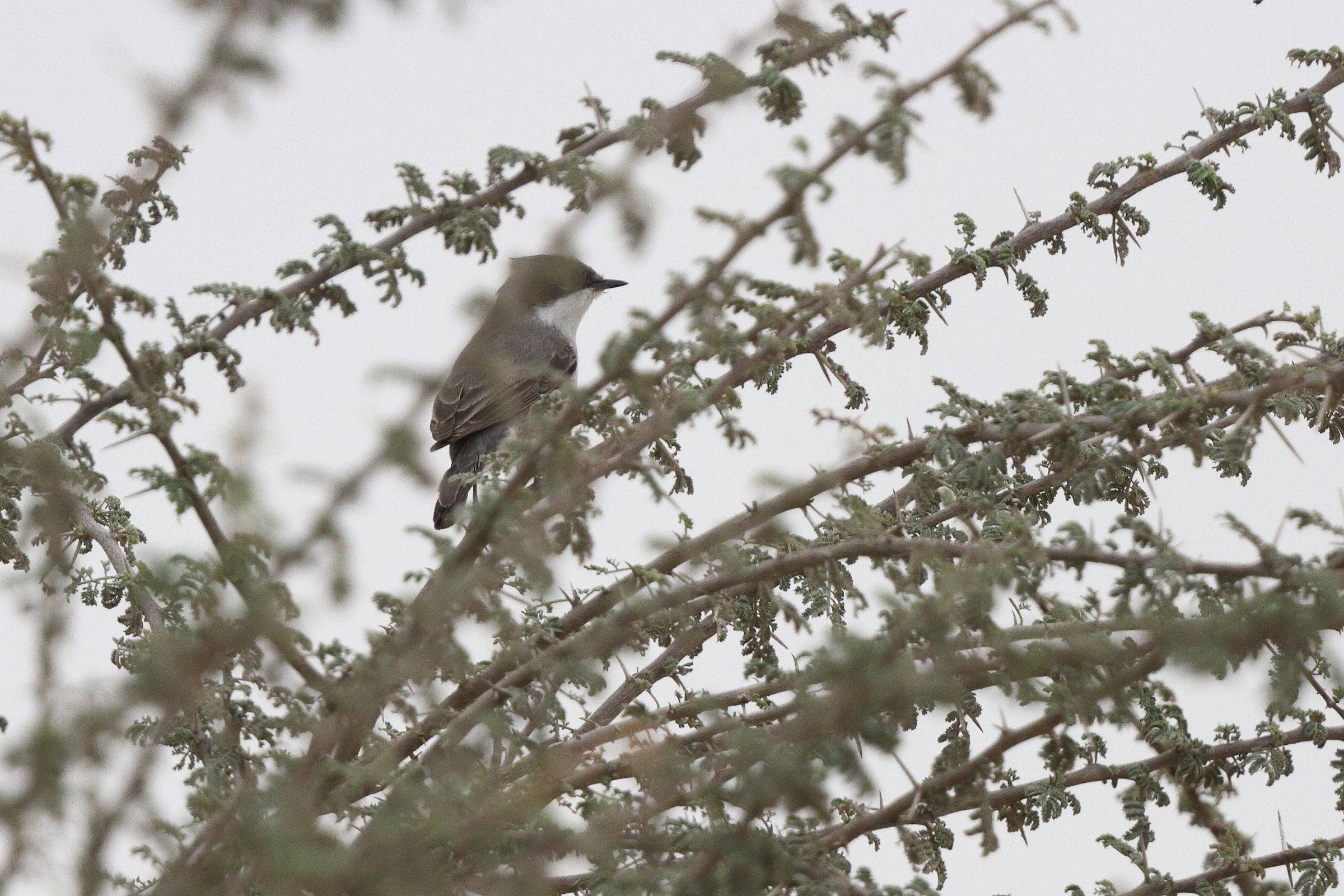 Hume's Whitethroat. Qatar, 25 March 2013 © Neil G. Morris.