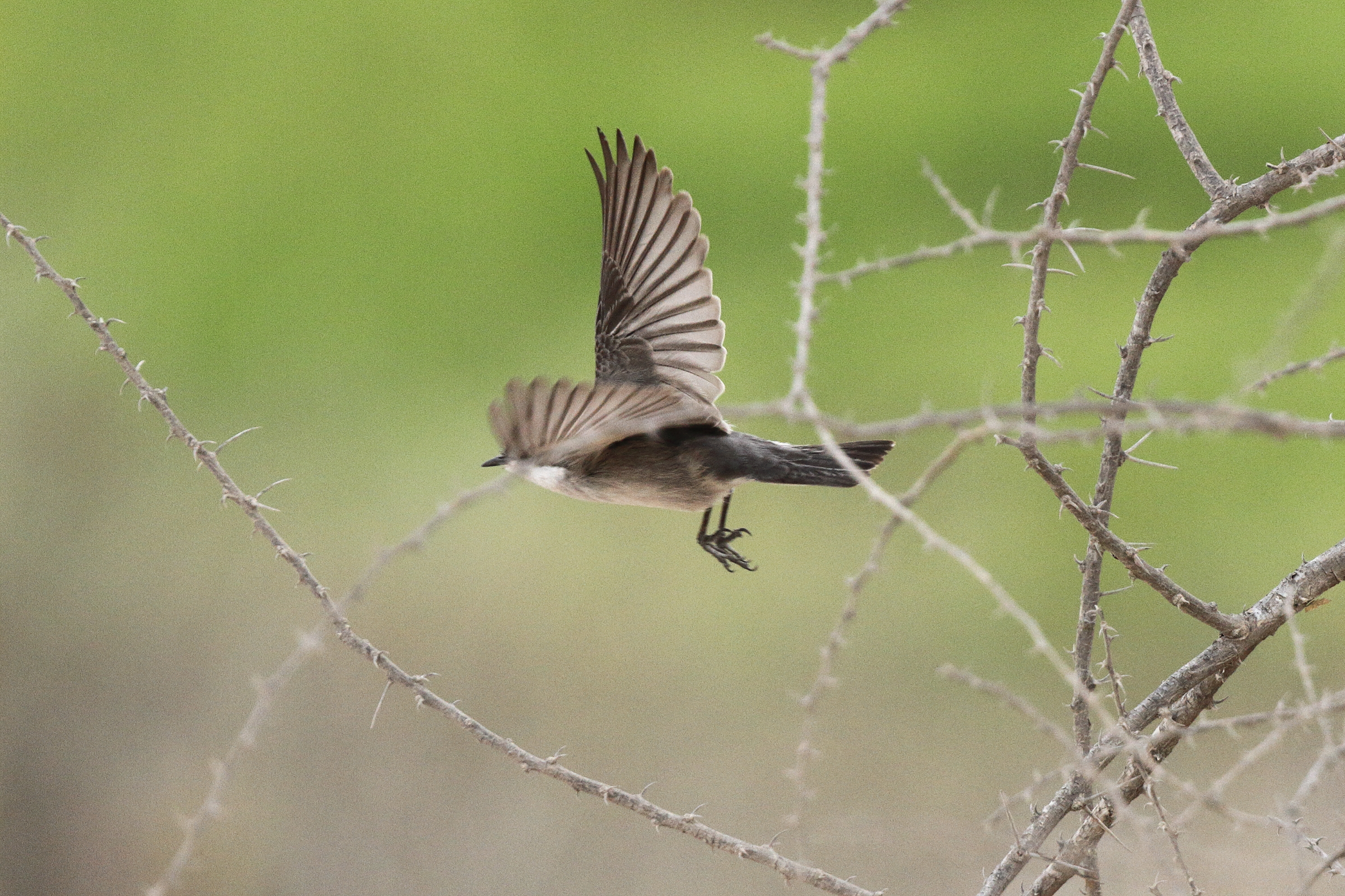 Hume's Whitethroat. Qatar, 25 March 2013 © Neil G. Morris.