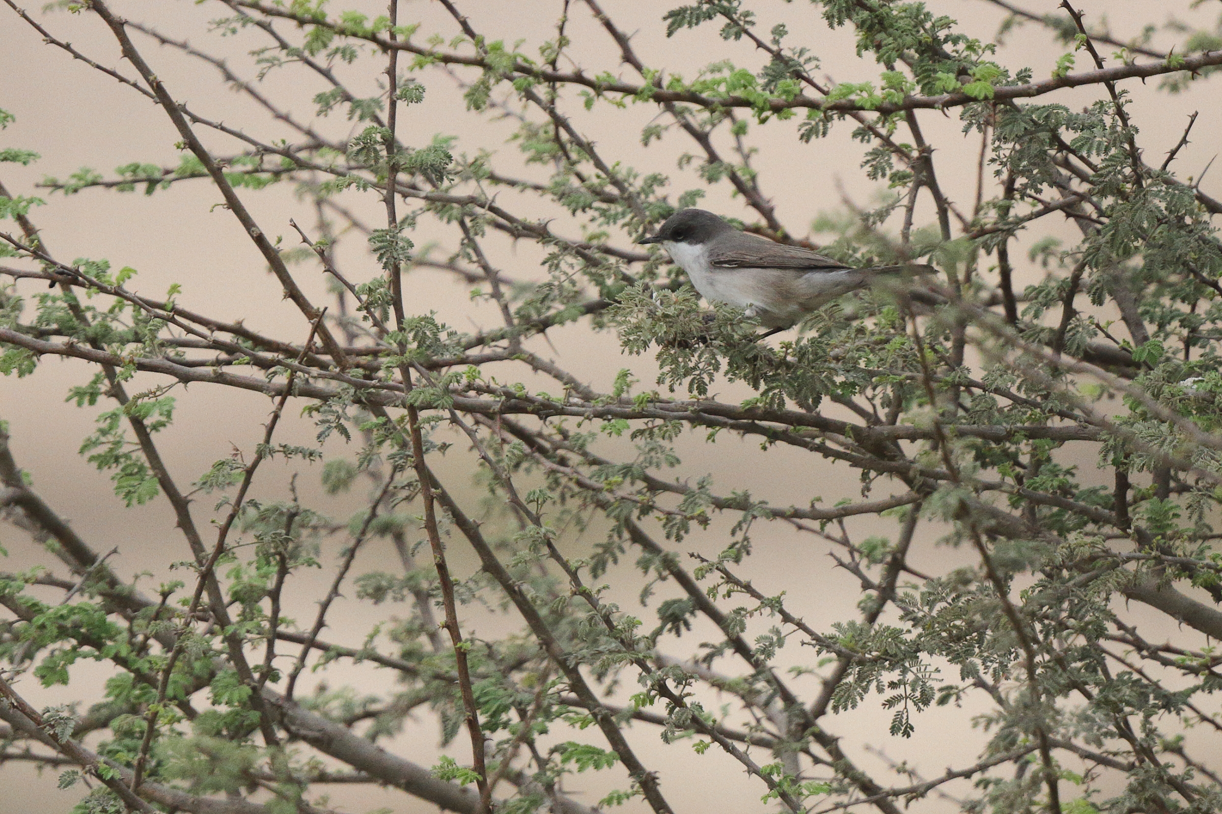 Hume's Whitethroat. Qatar, 25 March 2013 © Neil G. Morris.