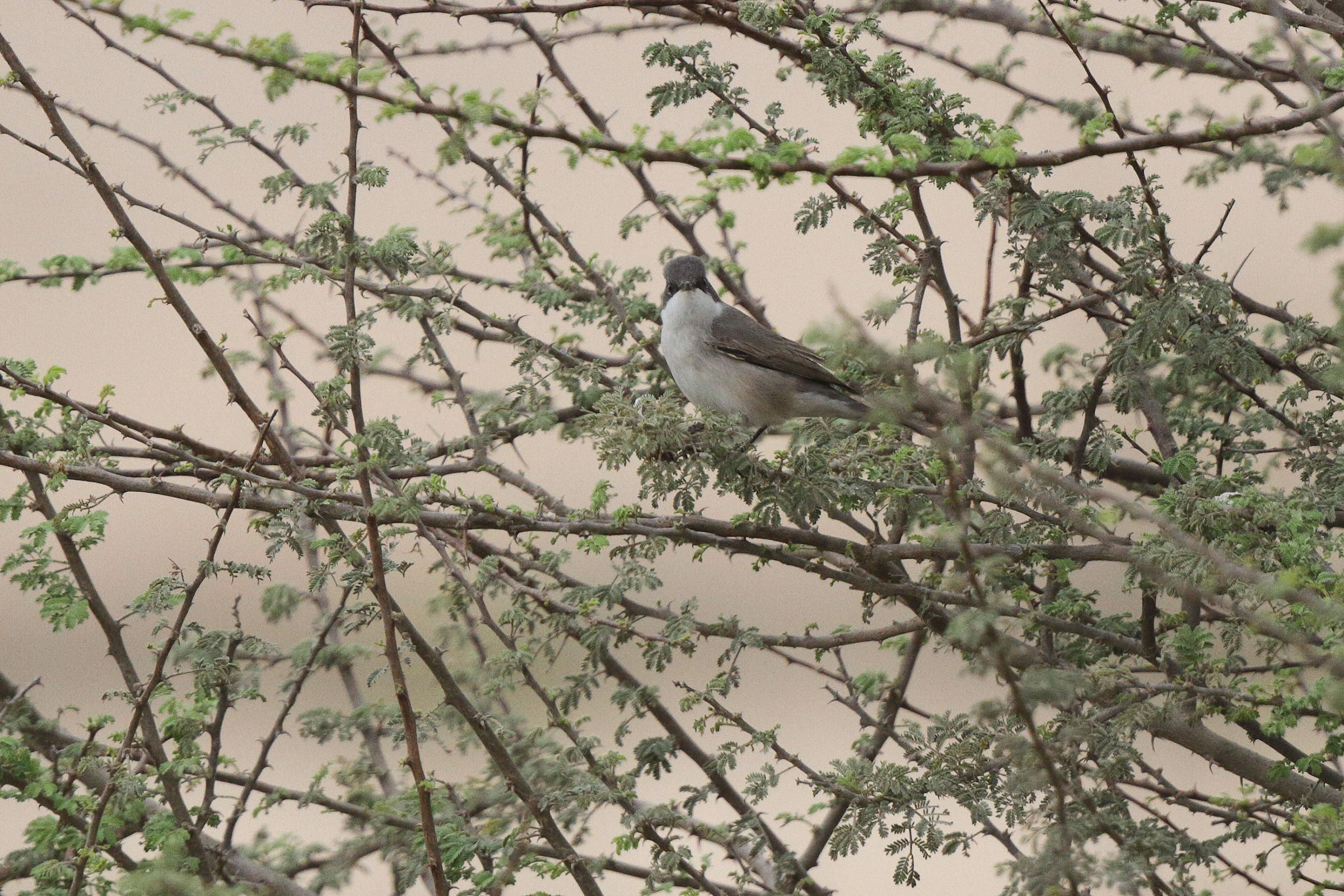 Hume's Whitethroat. Qatar, 25 March 2013 © Neil G. Morris.