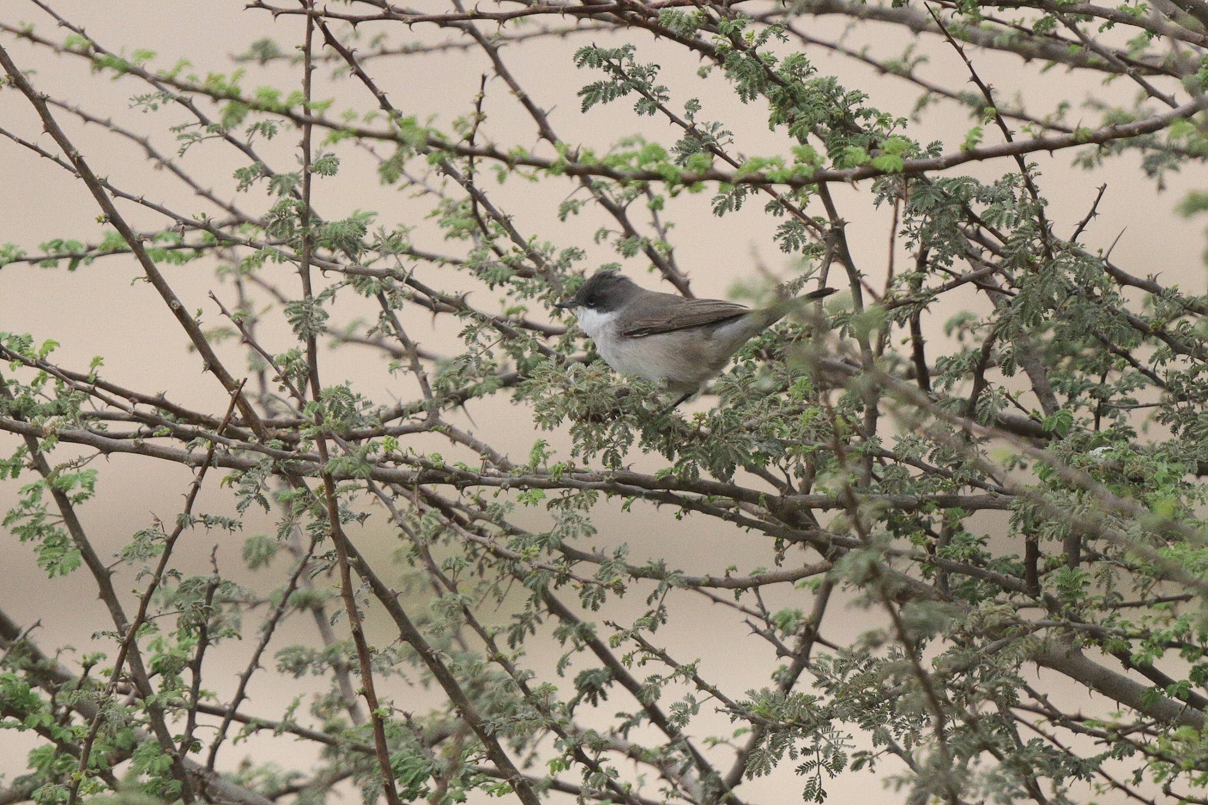 Hume's Whitethroat. Qatar, 25 March 2013 © Neil G. Morris.