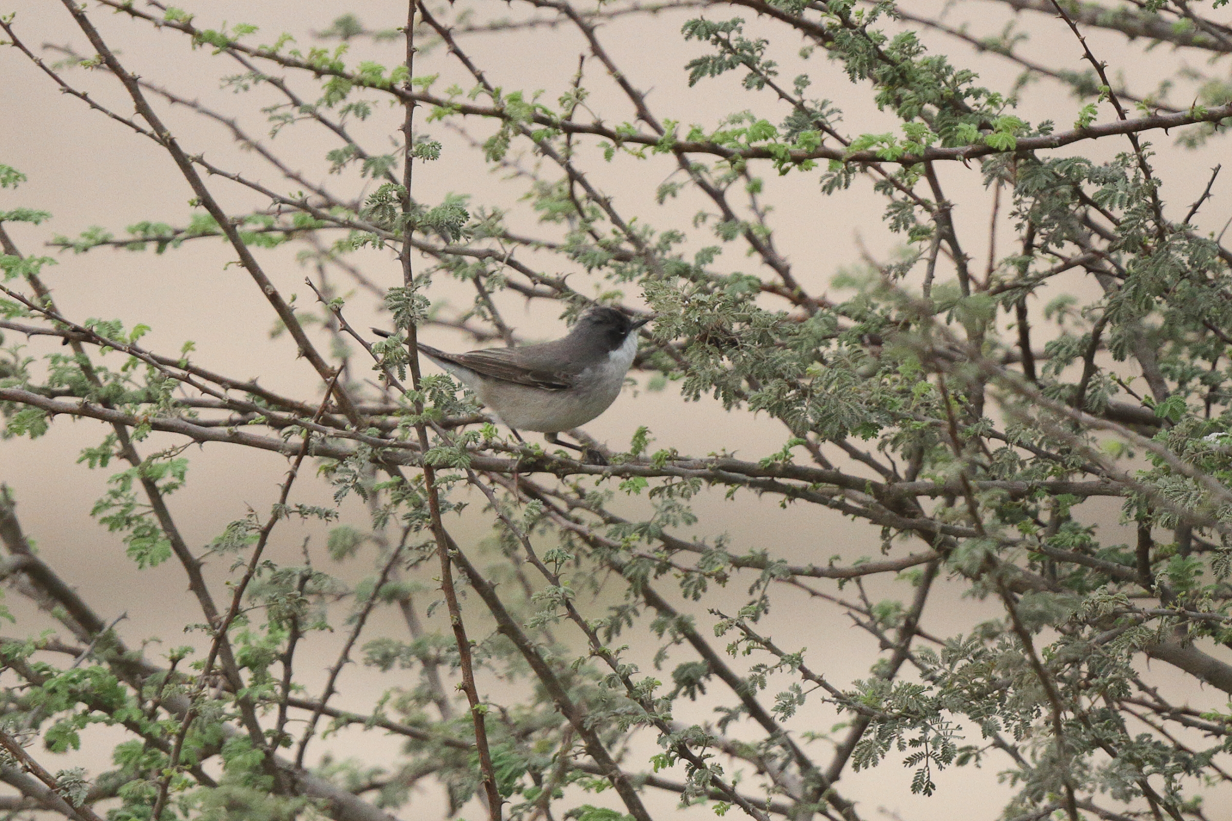 Hume's Whitethroat. Qatar, 25 March 2013 © Neil G. Morris.