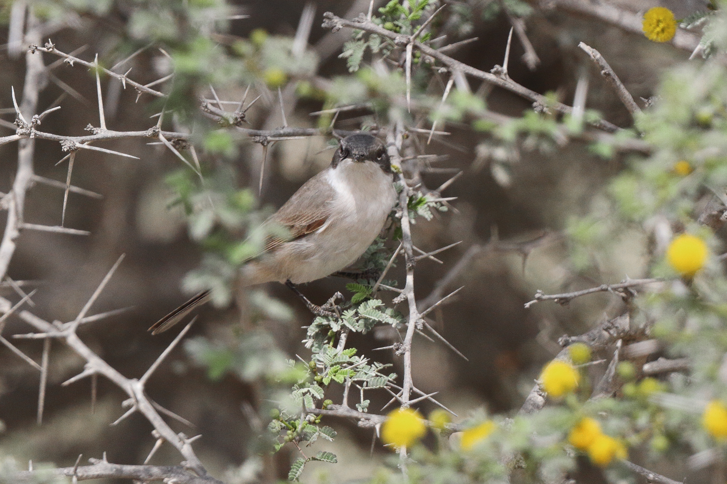 Hume's Whitethroat. Qatar, 25 March 2013 © Neil G. Morris.