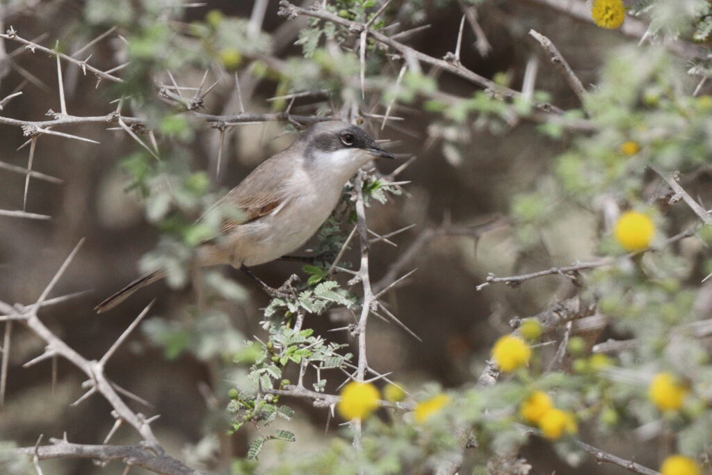 Hume's Whitethroat. Qatar, 25 March 2013 © Neil G. Morris.