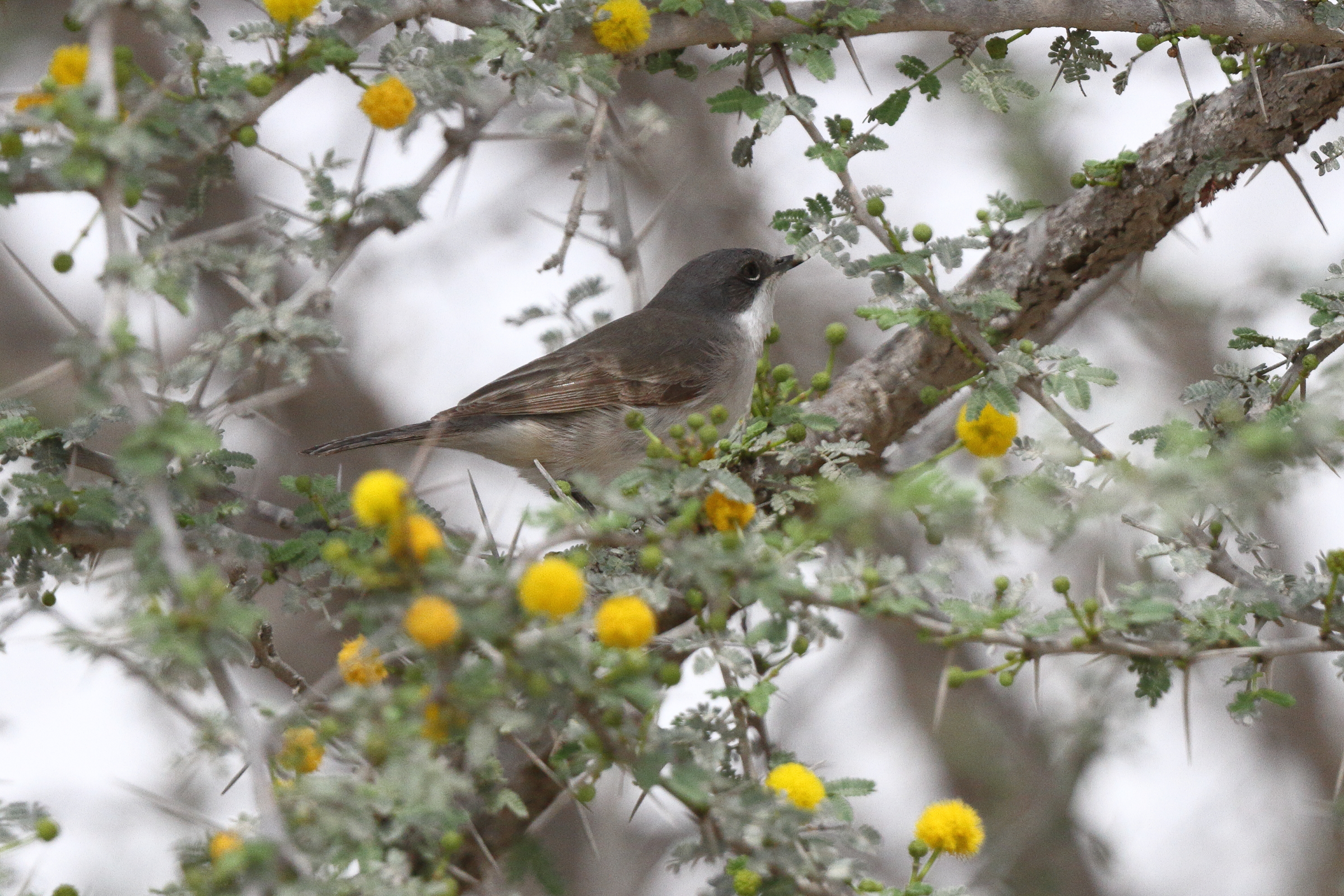 Hume's Whitethroat. Qatar, 25 March 2013 © Neil G. Morris.