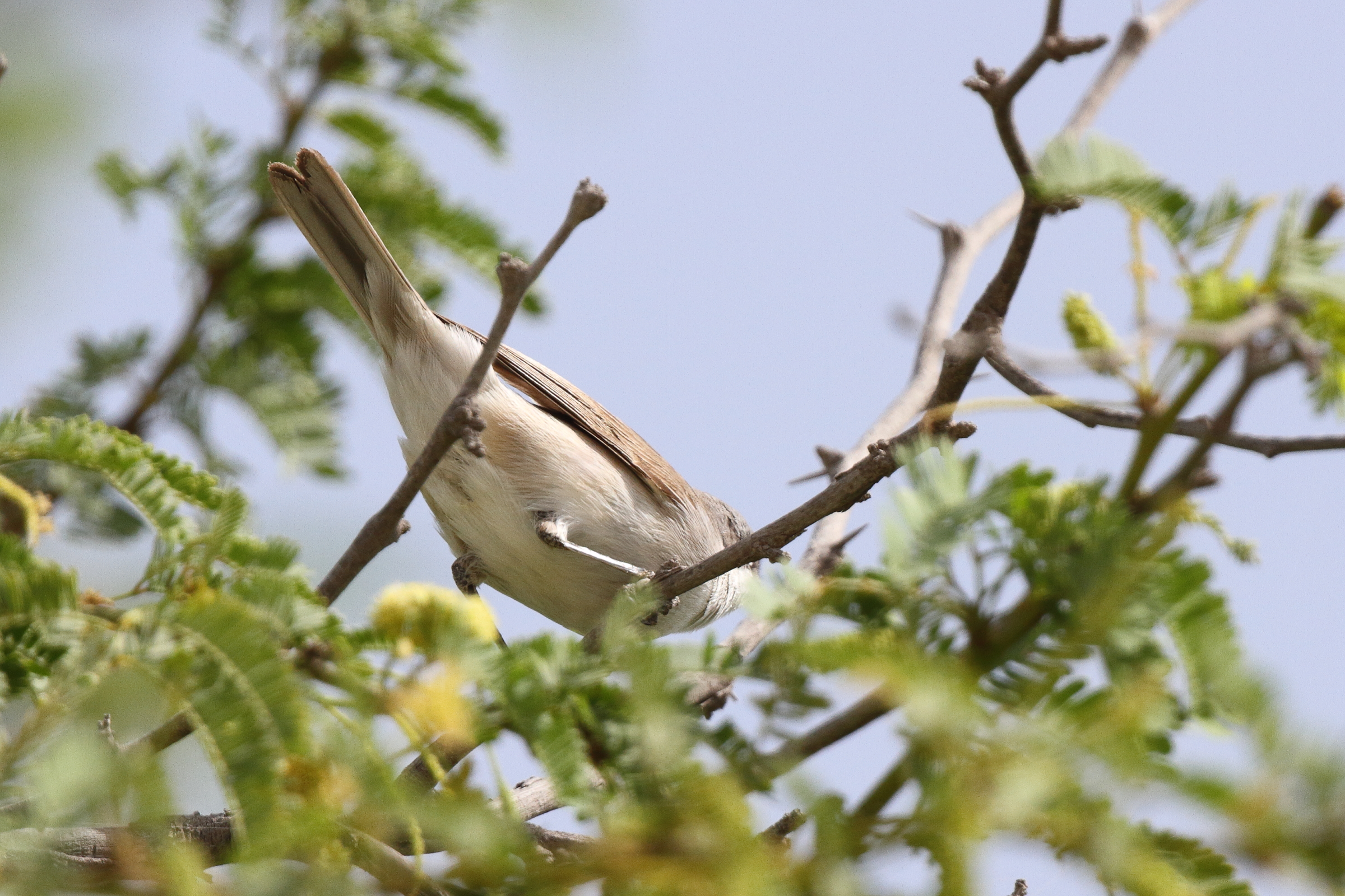 Hume's Whitethroat. Qatar, 01 April 2014 © Neil G. Morris.