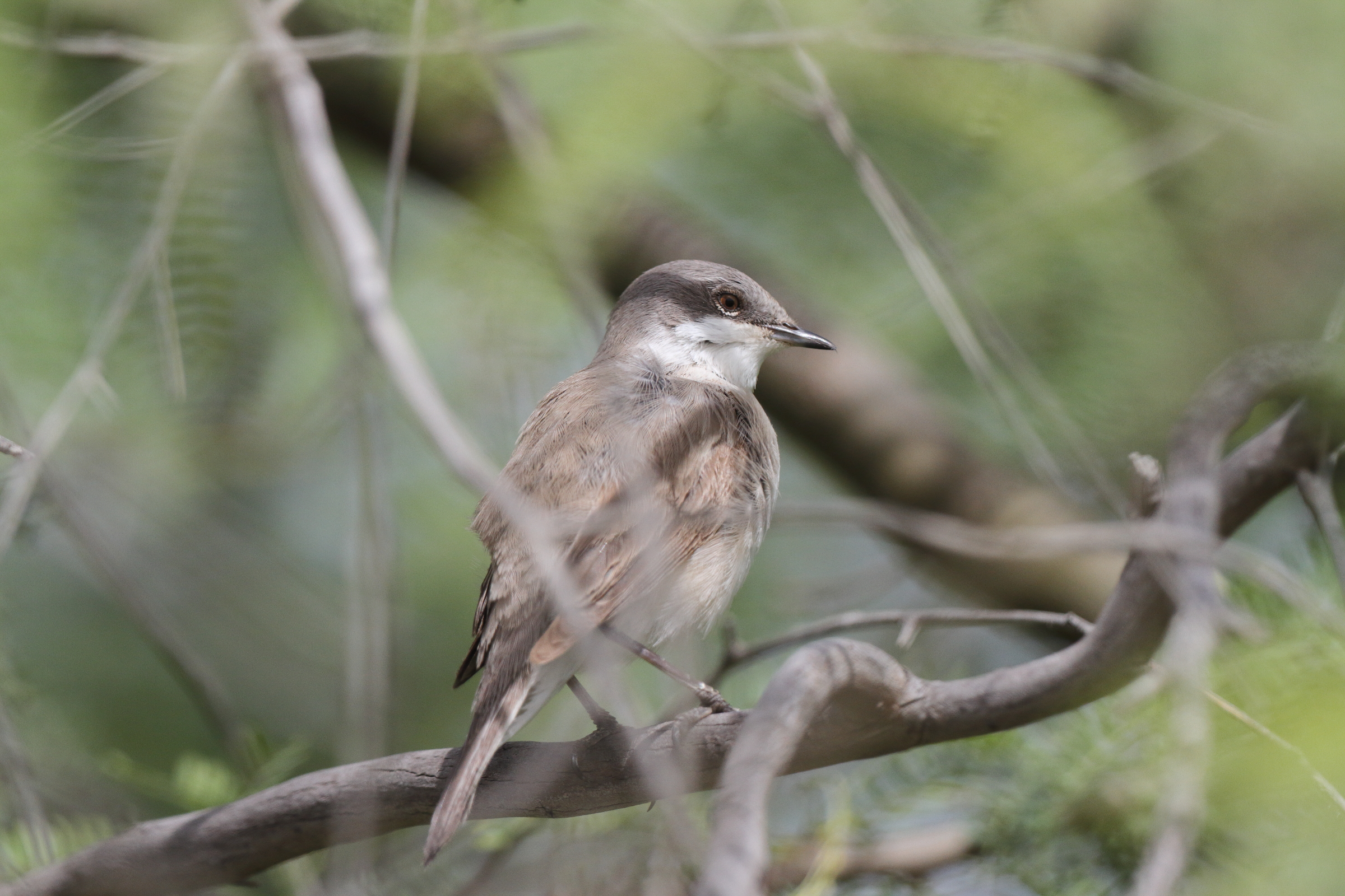 Hume's Whitethroat. Qatar, 01 April 2014 © Neil G. Morris.
