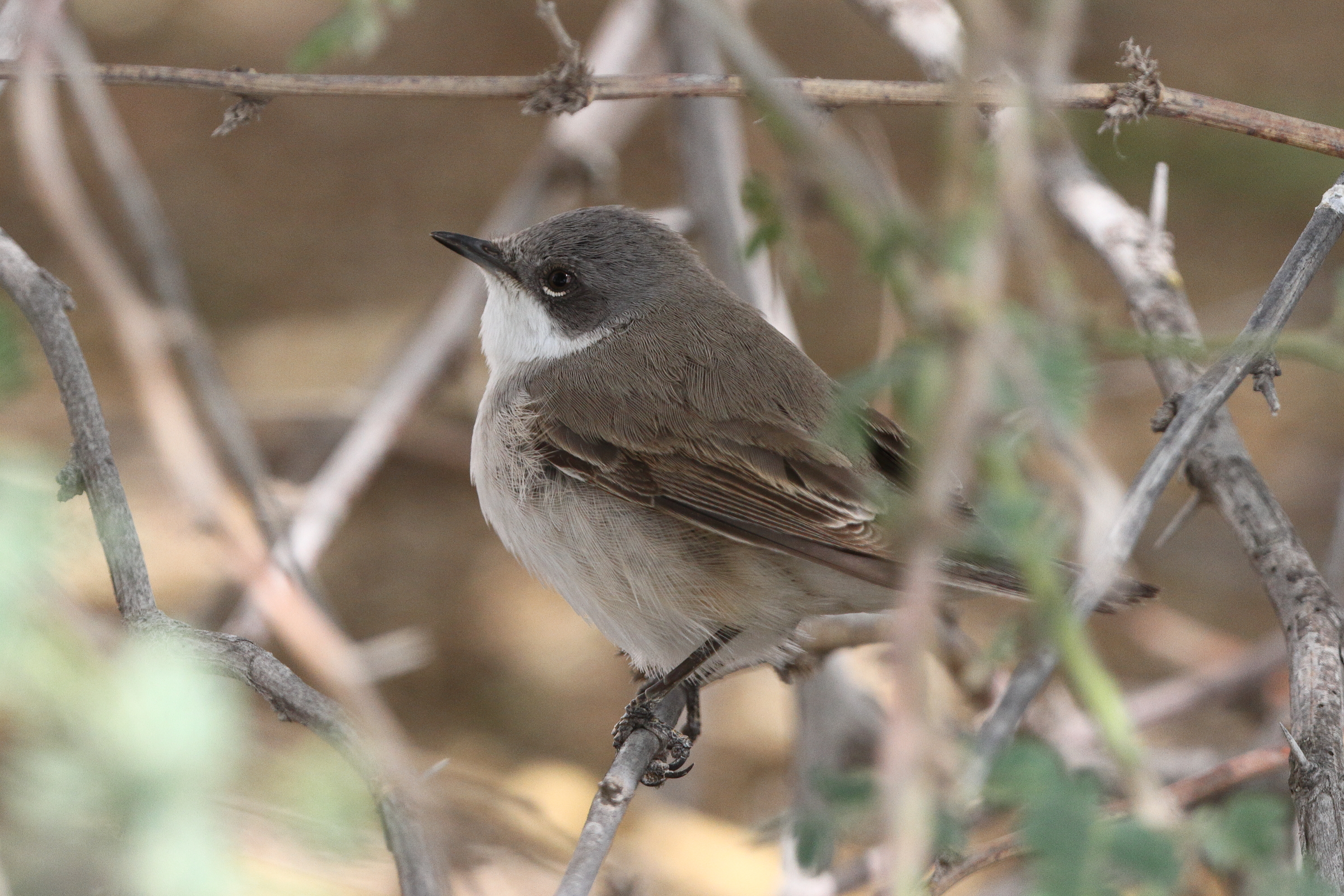 Hume's Whitethroat. Qatar, 01 April 2014 © Neil G. Morris.