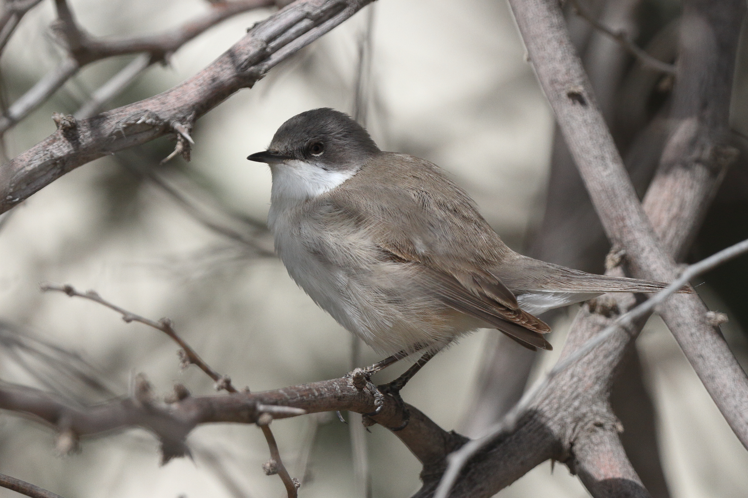 Hume's Whitethroat. Qatar, 01 April 2014 © Neil G. Morris.