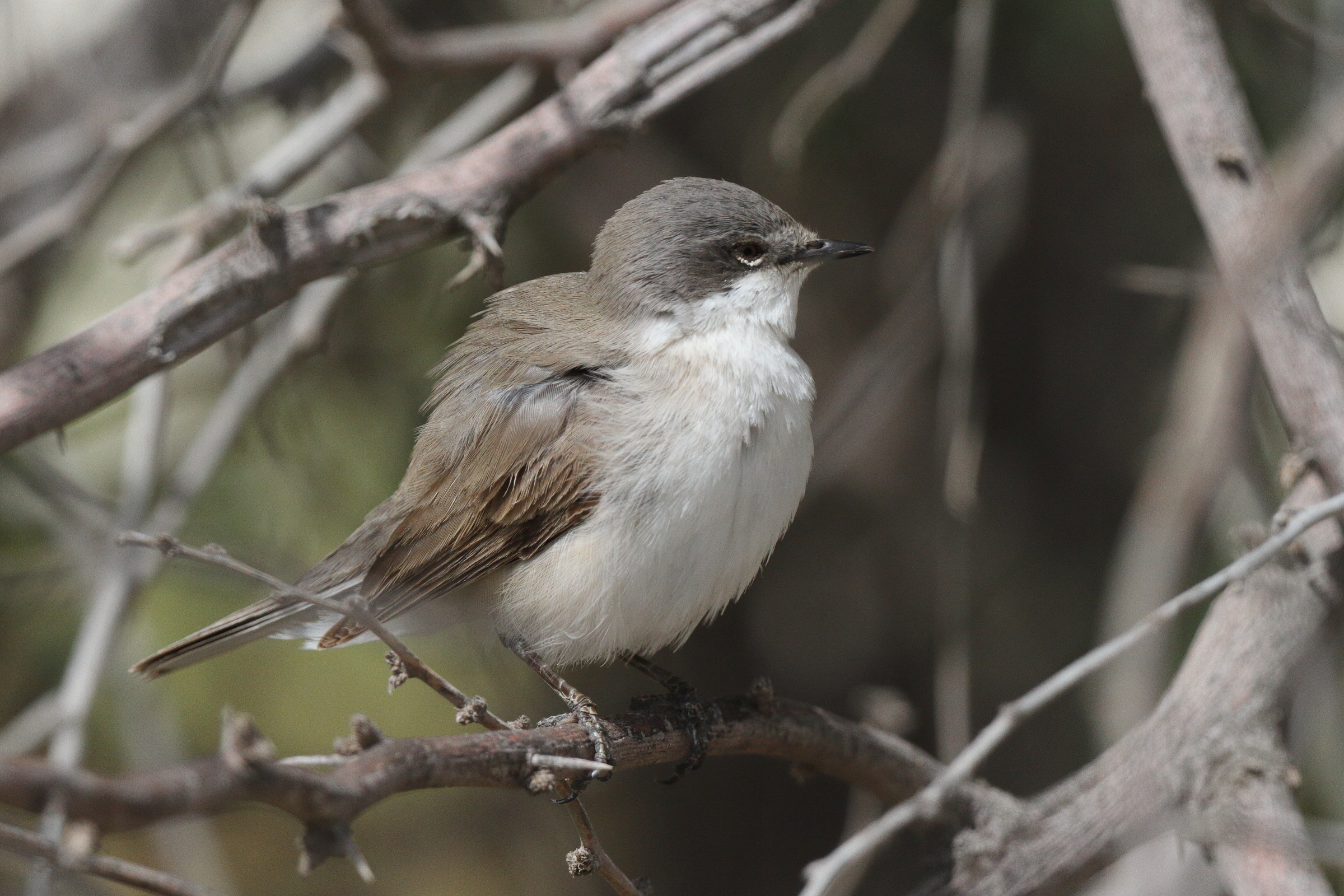 Hume's Whitethroat. Qatar, 01 April 2014 © Neil G. Morris.