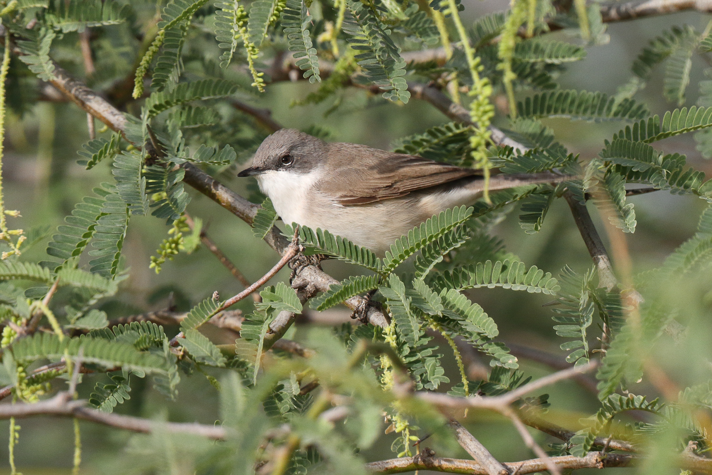 Hume's Whitethroat. Qatar, 01 April 2014 © Neil G. Morris.