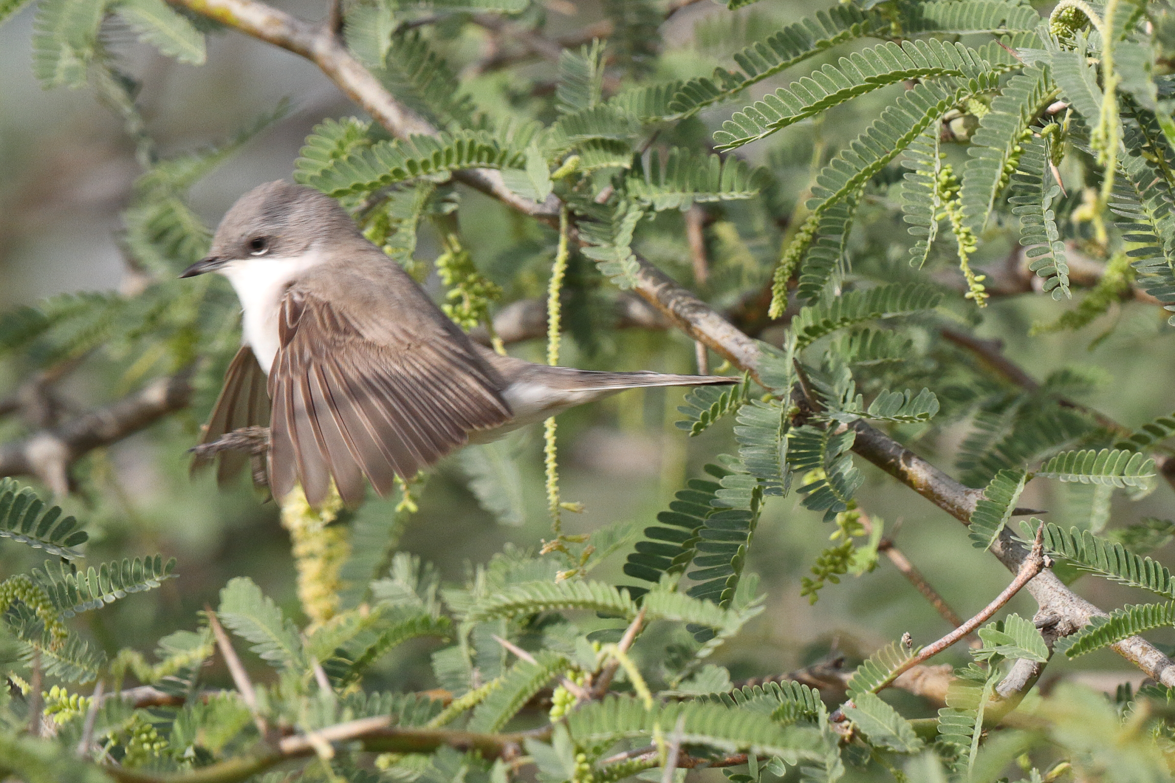 Hume's Whitethroat. Qatar, 01 April 2014 © Neil G. Morris.