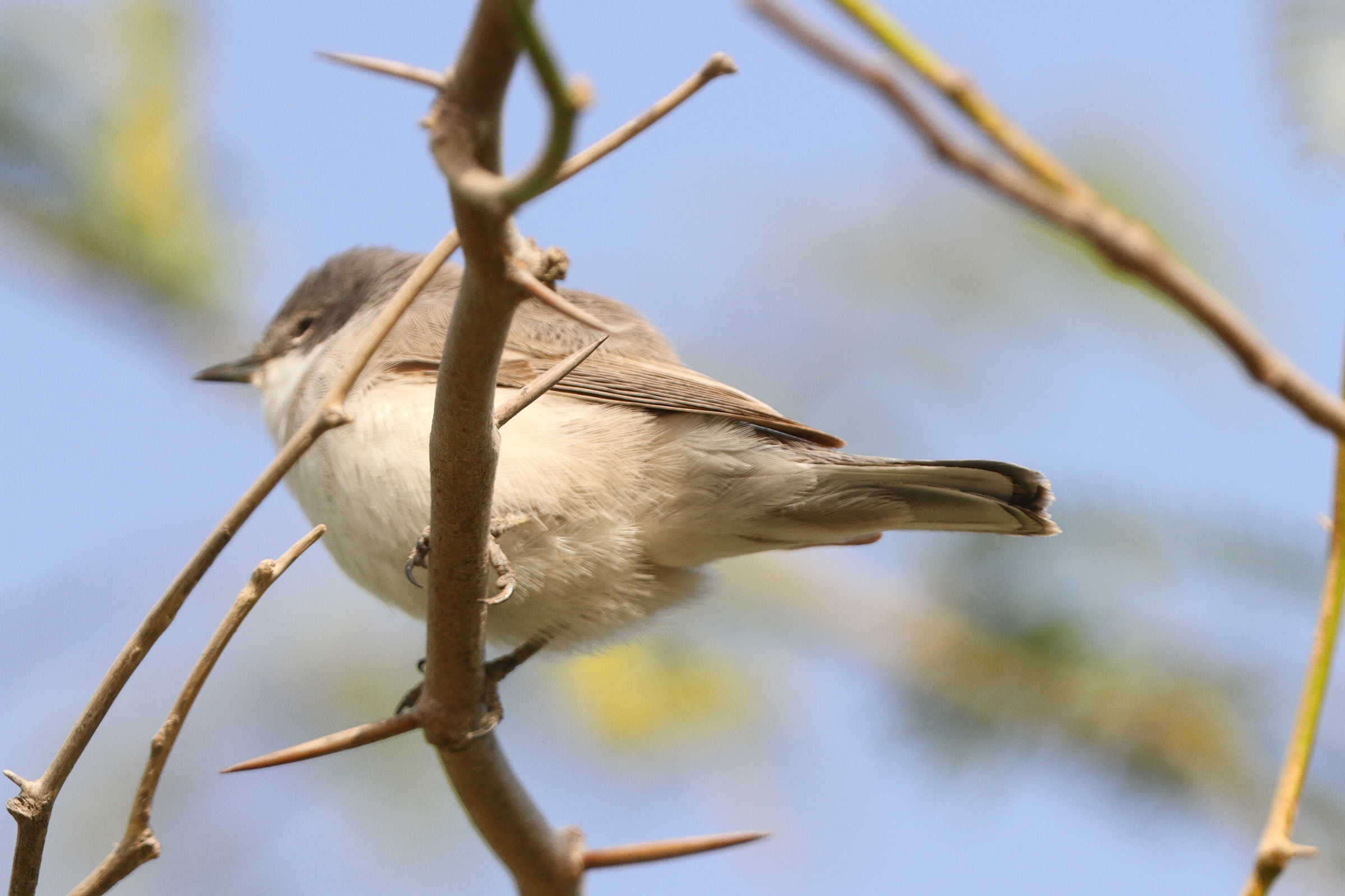 Hume's Whitethroat. Qatar, 01 April 2014 © Neil G. Morris.