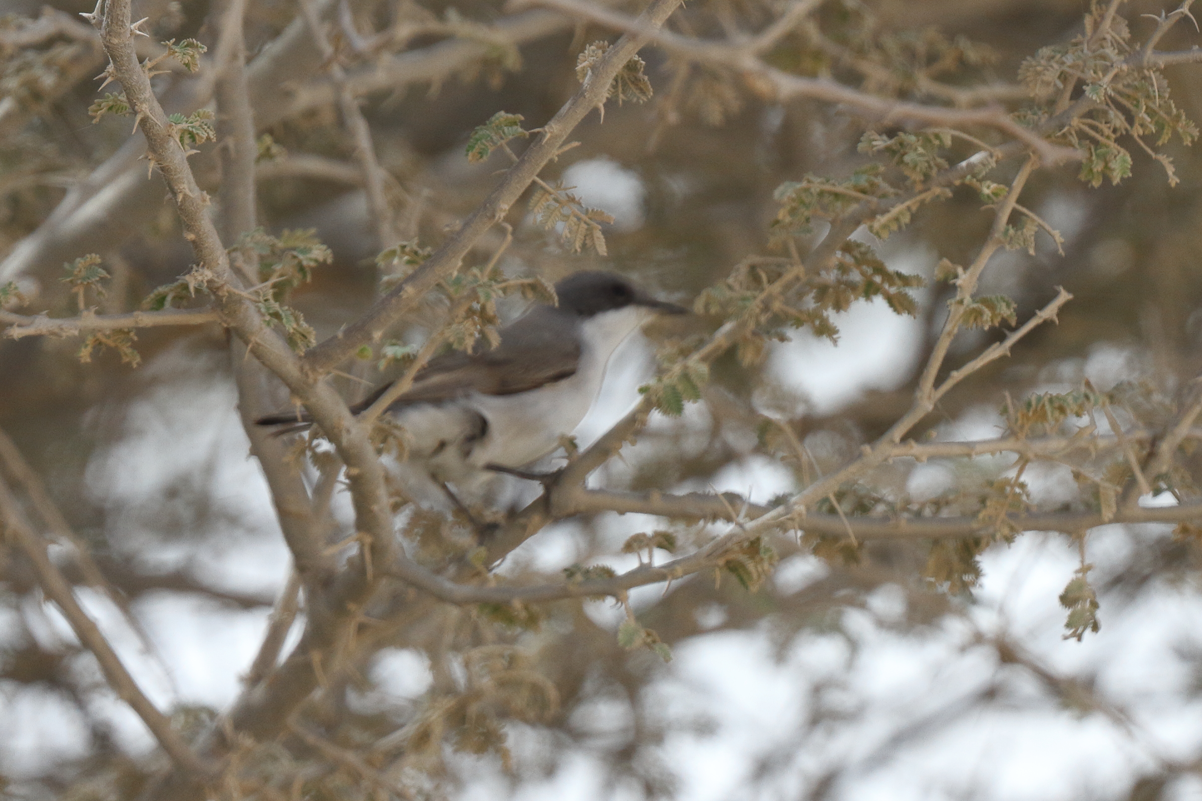 Hume's Whitethroat. Qatar, 02 April 2014 © Neil G. Morris.