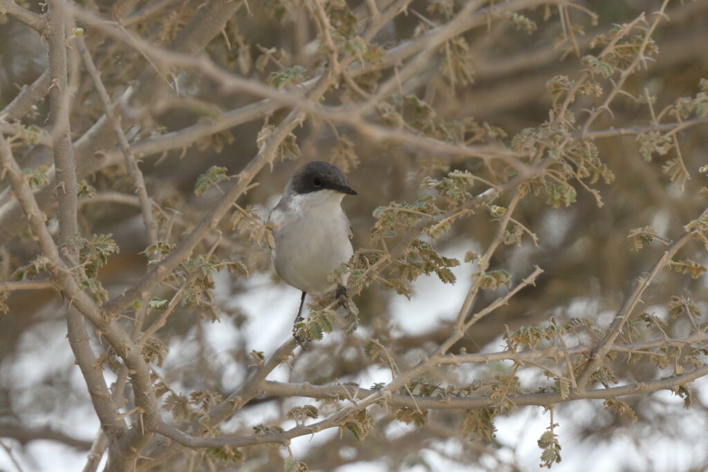 Hume's Warbler. Qatar, 02 April 2014 © Neil G. Morris.