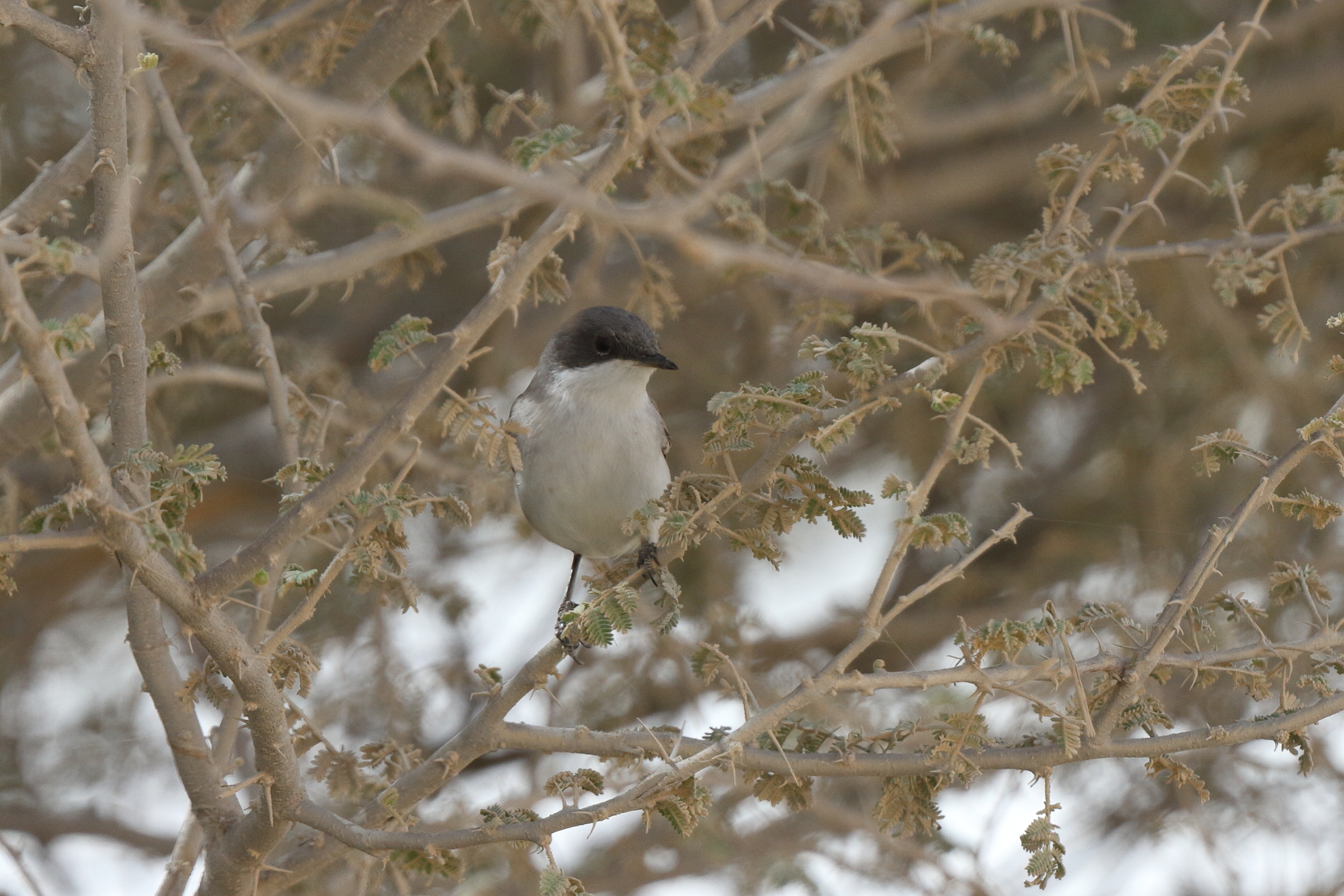 Hume's Whitethroat. Qatar, 02 April 2014 © Neil G. Morris.
