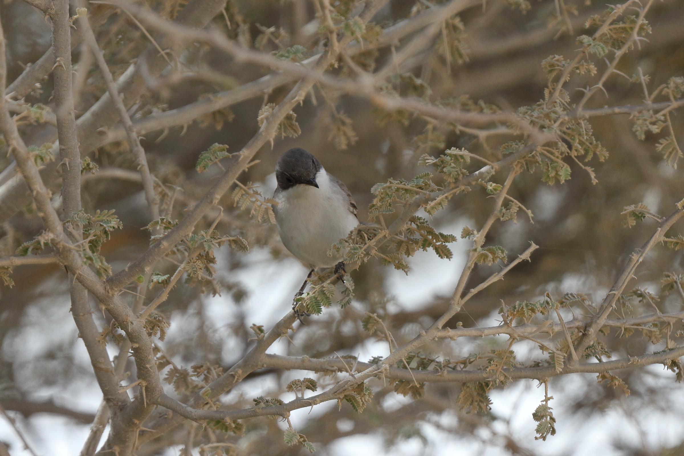 Hume's Whitethroat. Qatar, 02 April 2014 © Neil G. Morris.