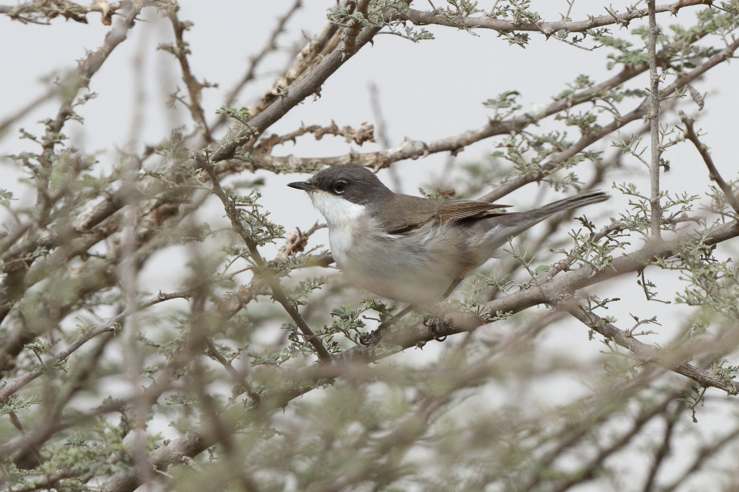 Hume's Whitethroat. Qatar, 03 April 2014 © Neil G. Morris.