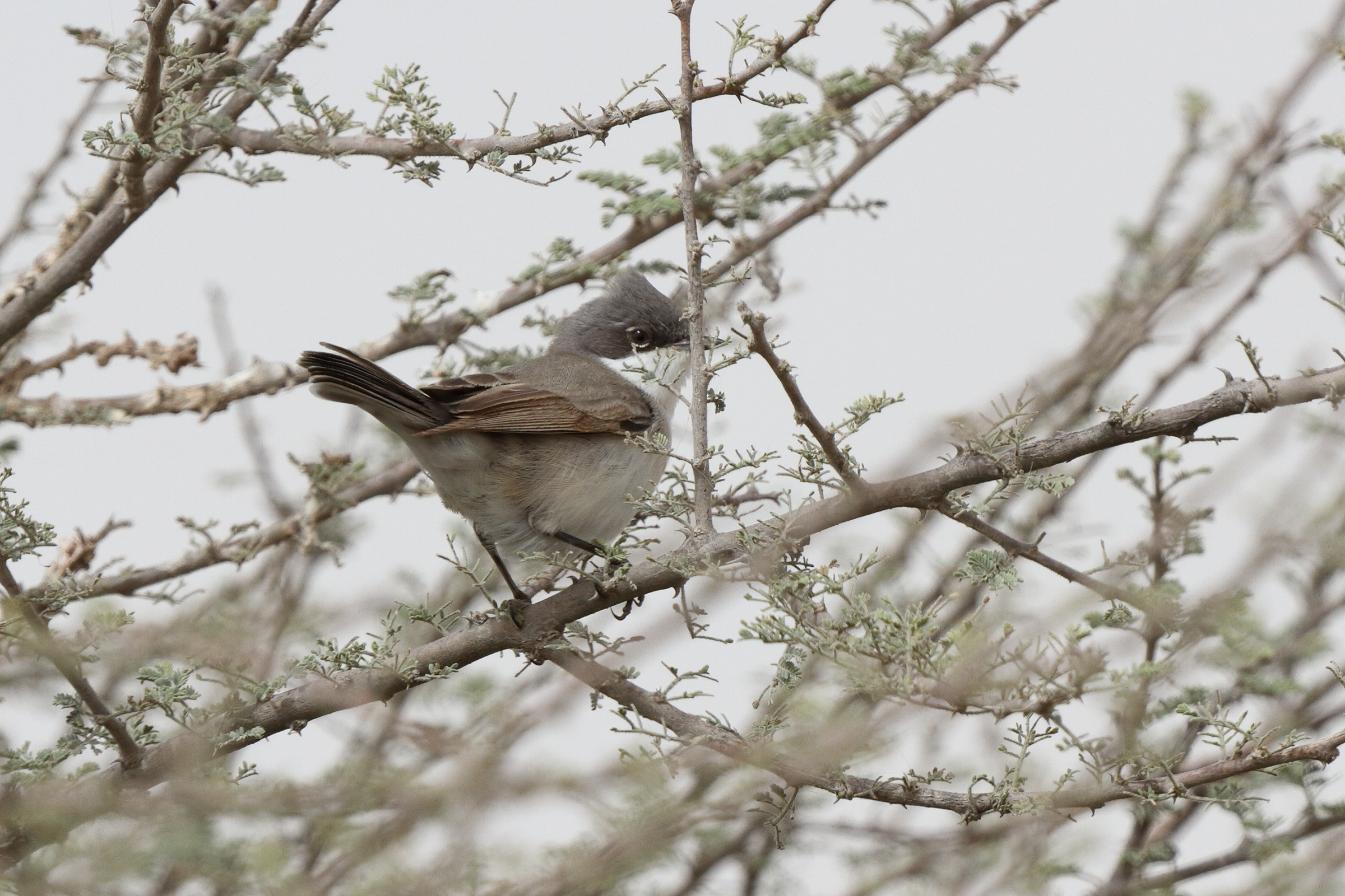 Hume's Whitethroat. Qatar, 03 April 2014 © Neil G. Morris.