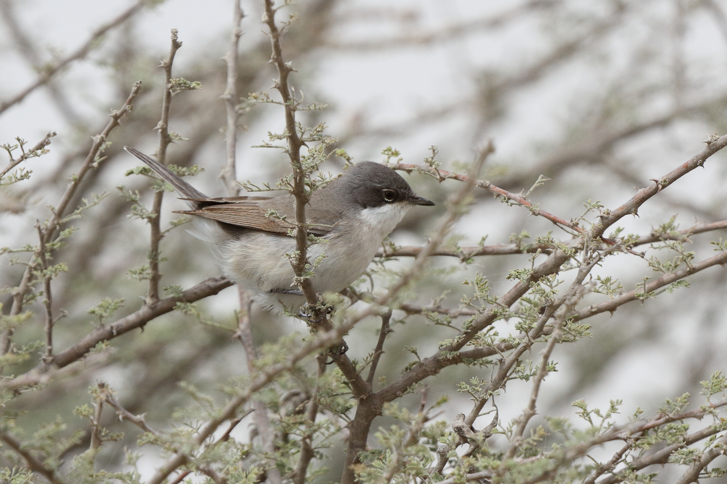 Hume's Whitethroat. Qatar, 03 April 2014 © Neil G. Morris.