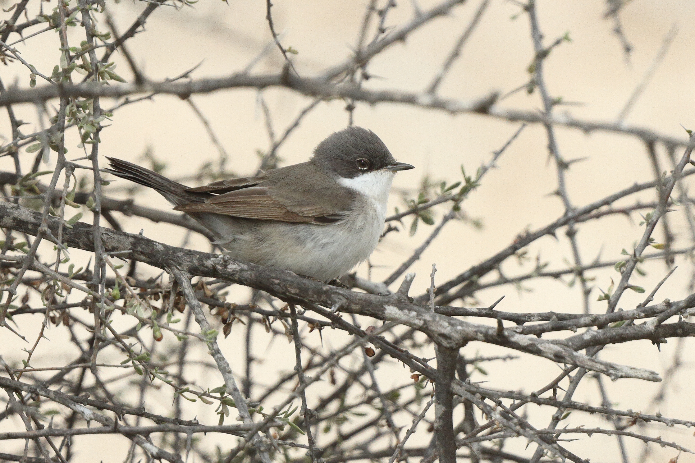 Hume's Whitethroat. Qatar, 03 April 2014 © Neil G. Morris.