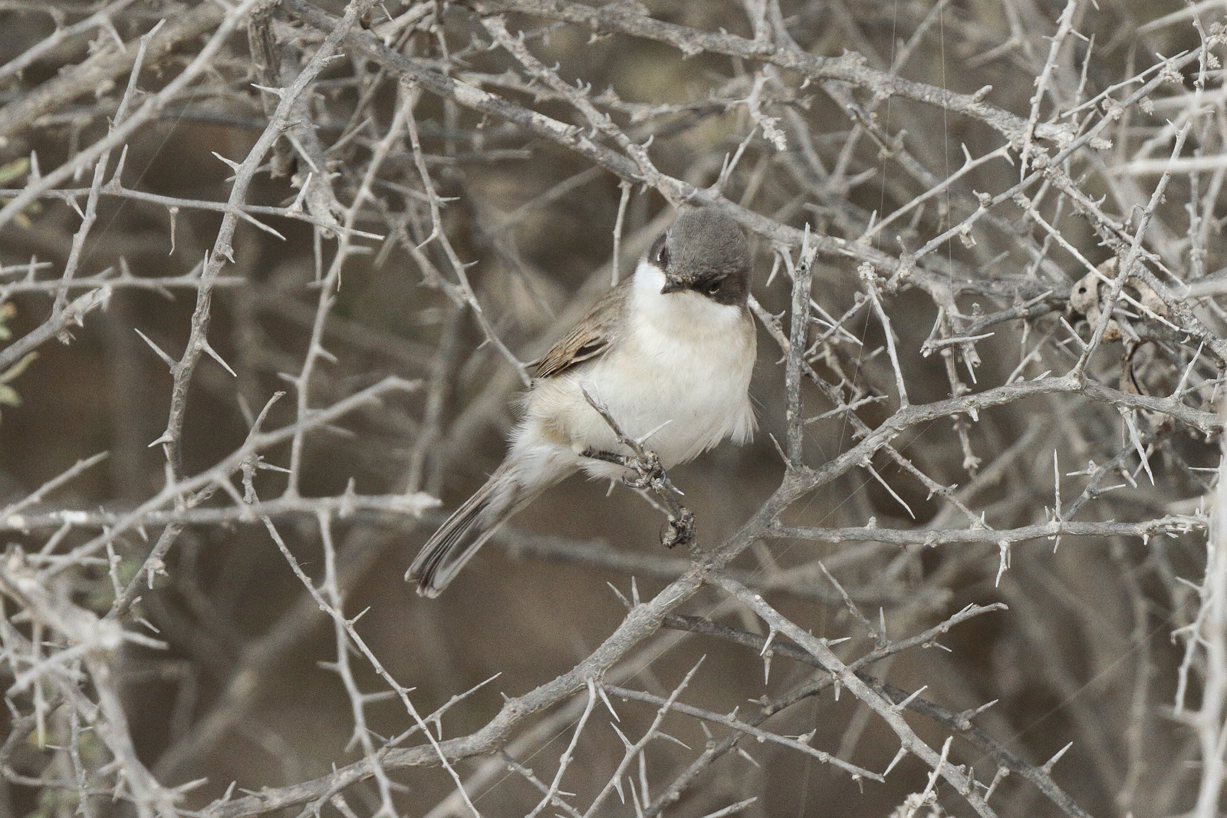 Hume's Whitethroat. Qatar, 03 April 2014 © Neil G. Morris.