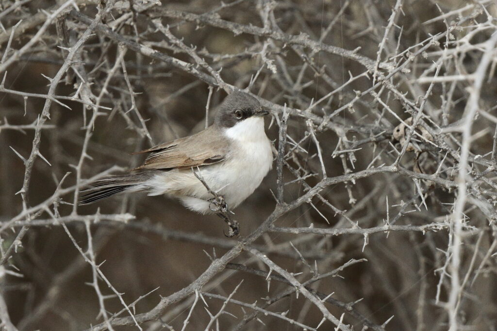 Hume's Warbler. Qatar, 03 April 2014 © Neil G. Morris.