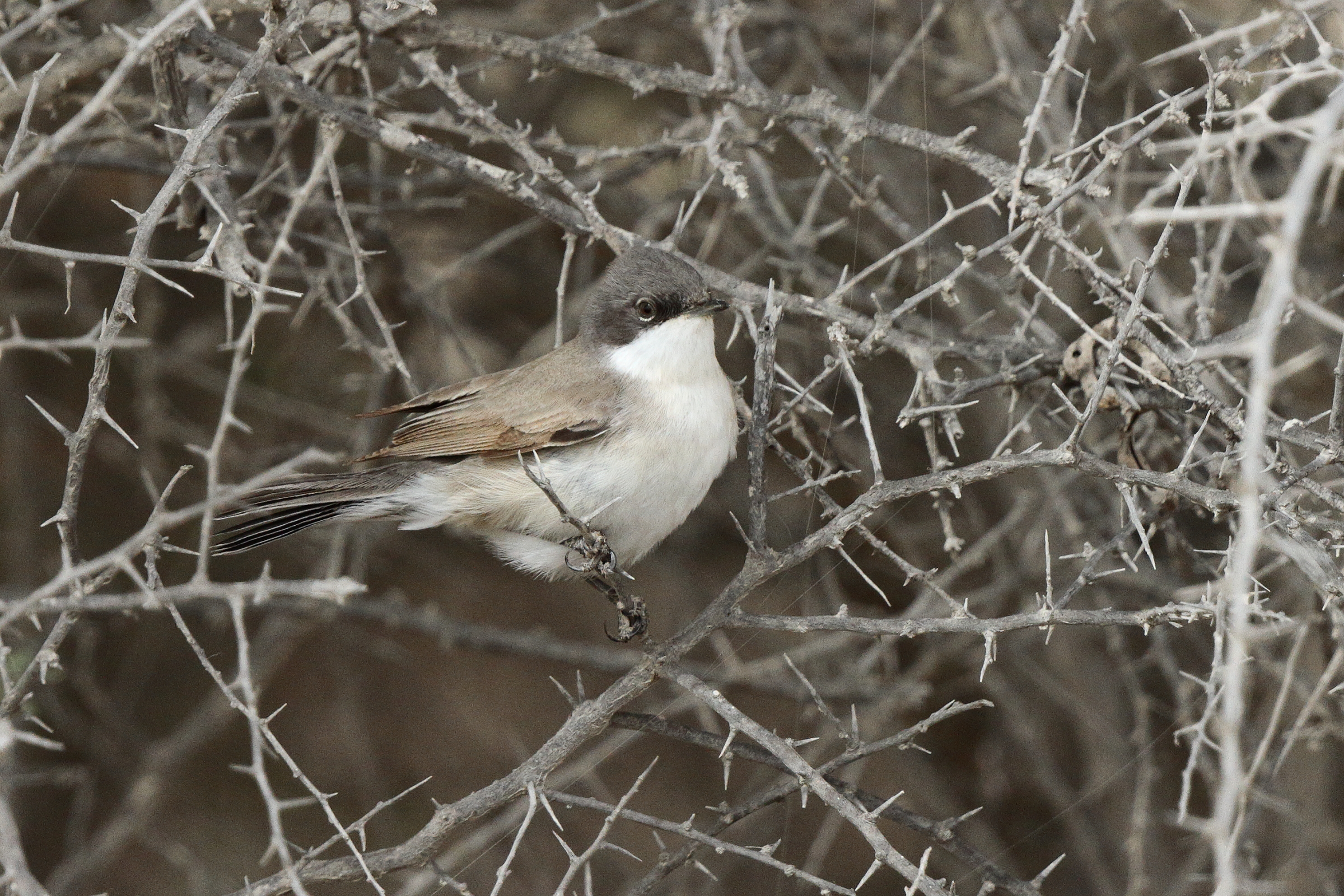 Hume's Whitethroat. Qatar, 03 April 2014 © Neil G. Morris.