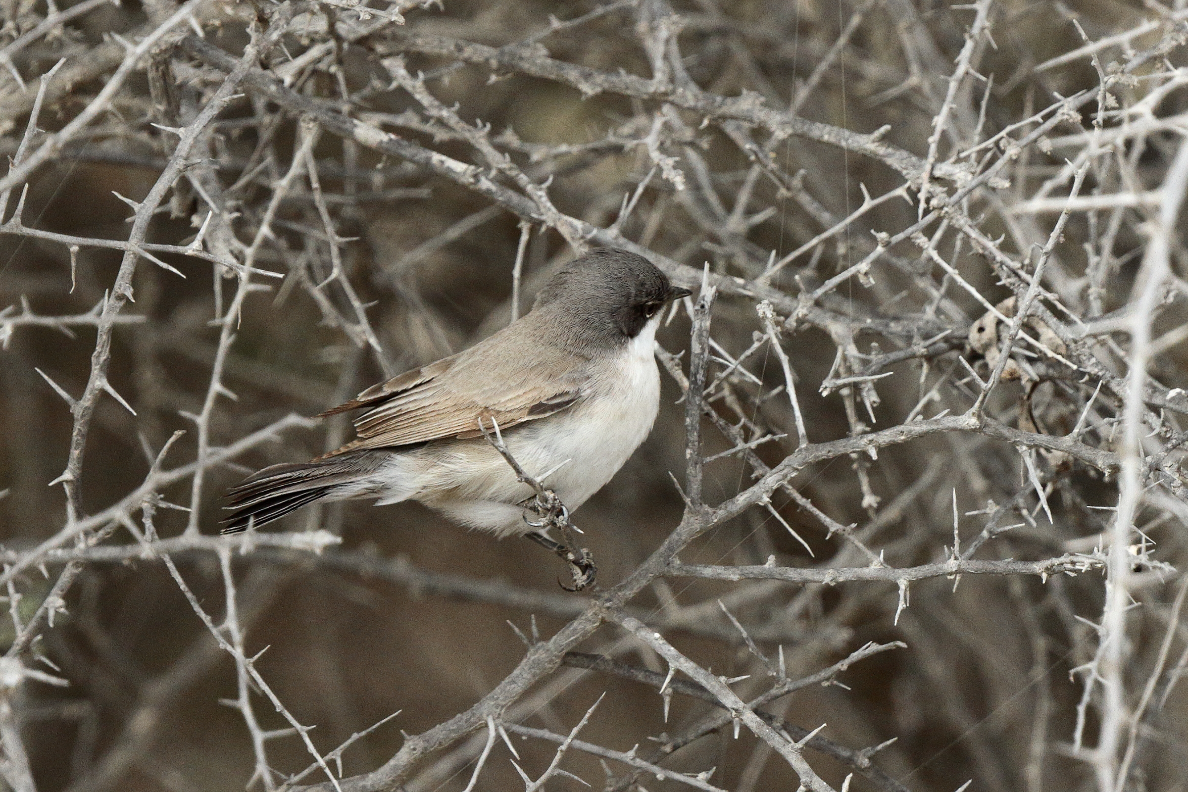 Hume's Whitethroat. Qatar, 03 April 2014 © Neil G. Morris.