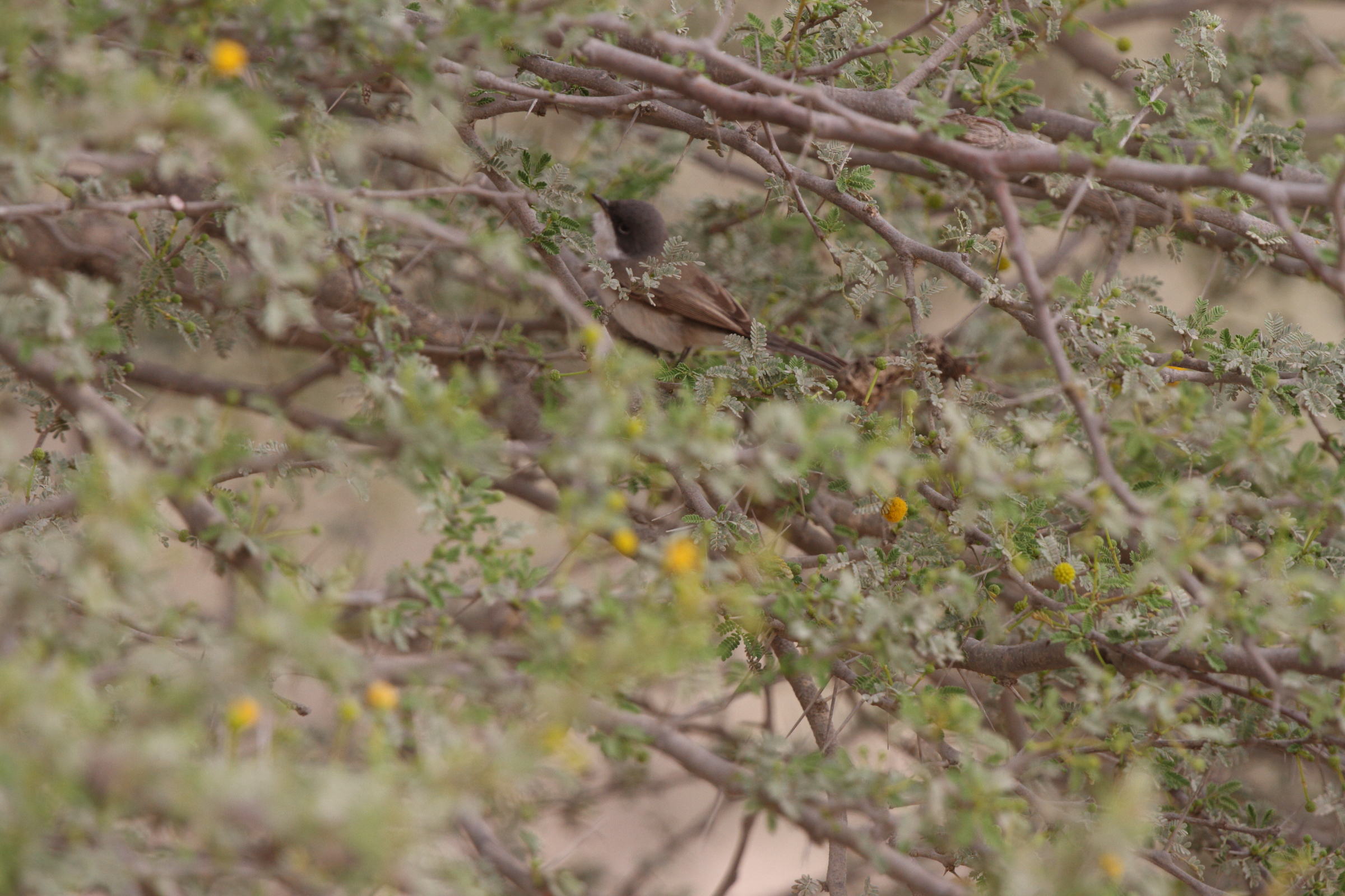 'Eastern' Lesser Whitethroat. Qatar, 20 March 2013 © Neil G. Morris.
