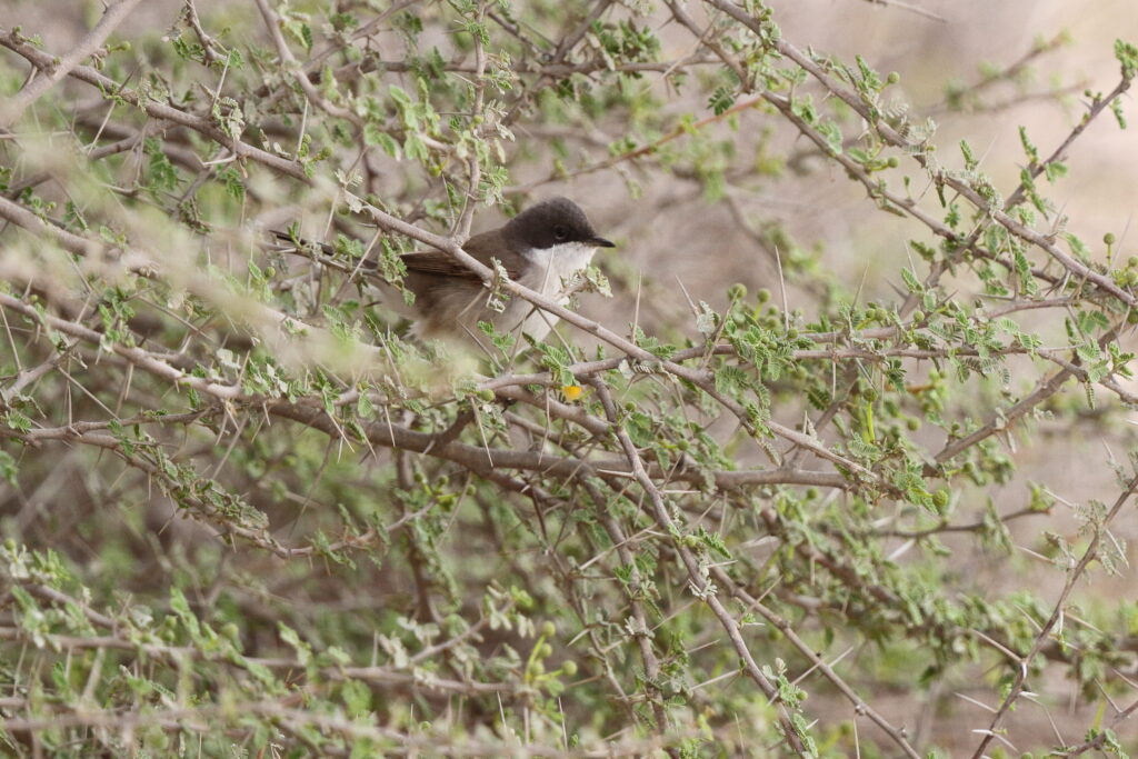Lesser Whitethroat. Qatar, 20 March 2013 © Neil G. Morris.