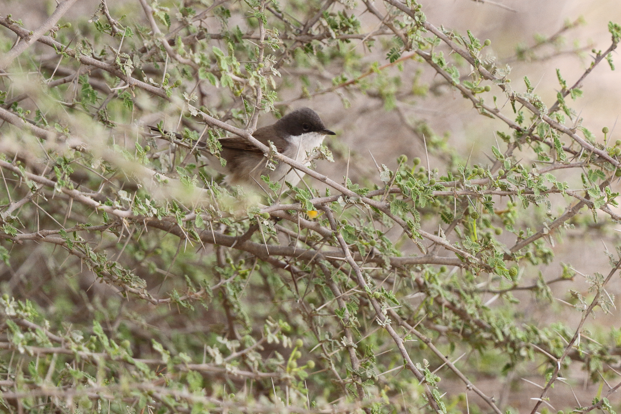 'Eastern' Lesser Whitethroat. Qatar, 20 March 2013 © Neil G. Morris.