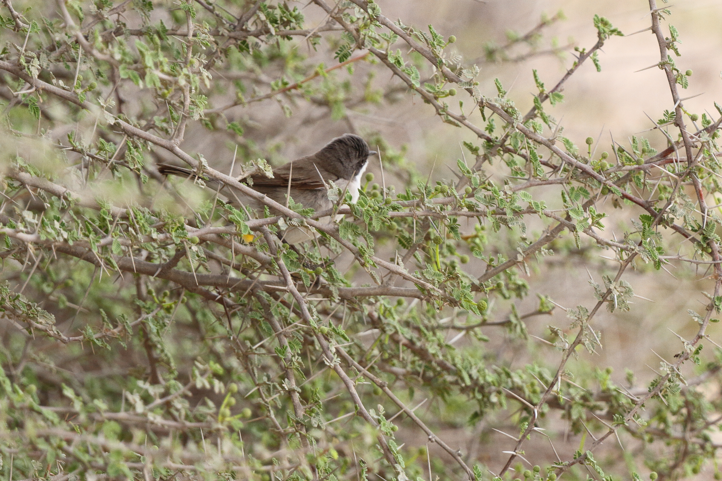 'Eastern' Lesser Whitethroat. Qatar, 20 March 2013 © Neil G. Morris.