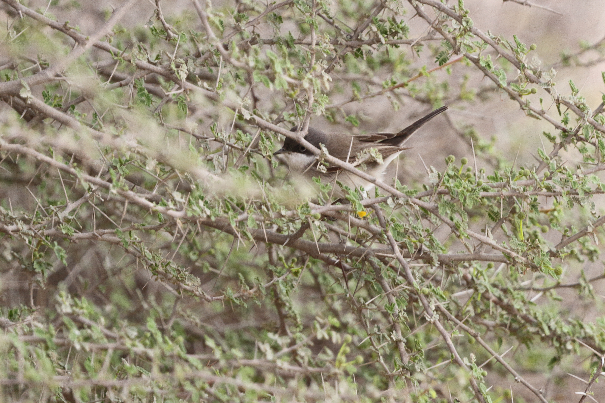 'Eastern' Lesser Whitethroat. Qatar, 20 March 2013 © Neil G. Morris.