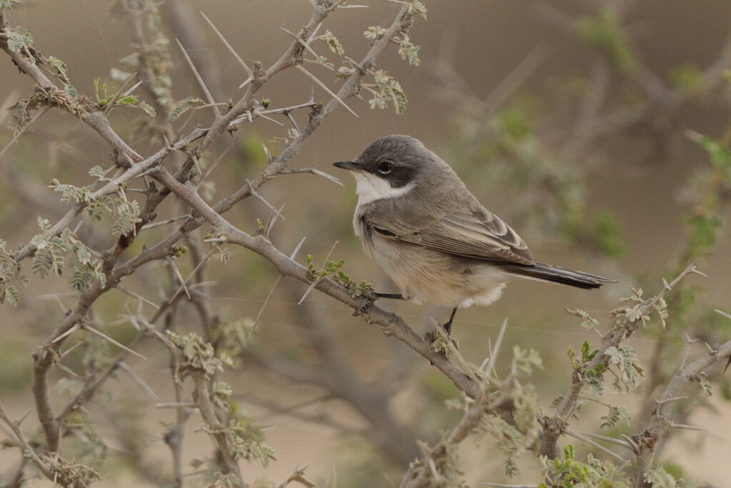 Lesser Whitethroat. Qatar, 20 March 2013 © Neil G. Morris.