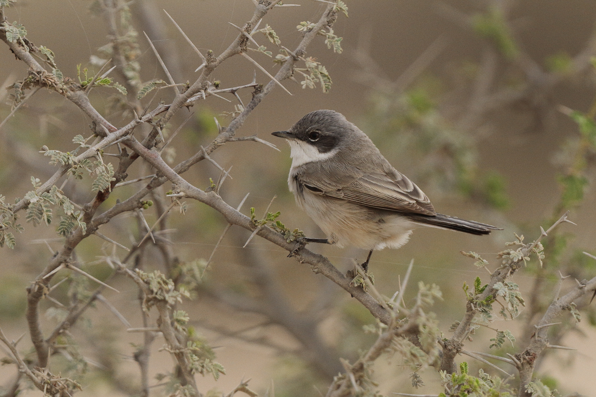 'Eastern' Lesser Whitethroat. Qatar, 20 March 2013 © Neil G. Morris.