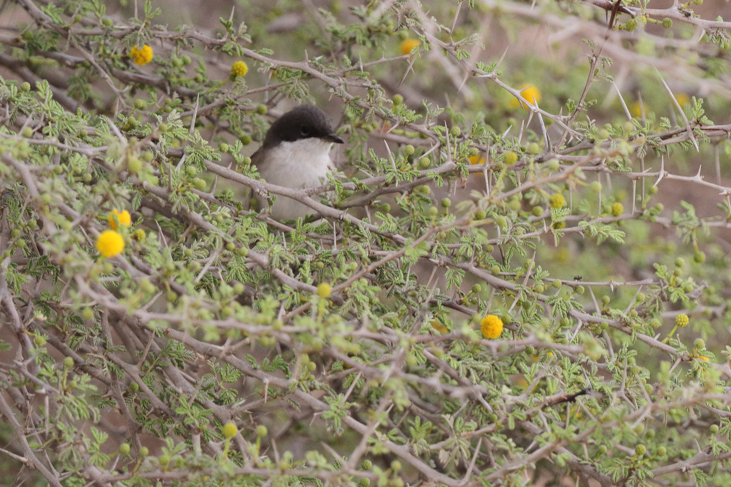 'Eastern' Lesser Whitethroat. Qatar, 20 March 2013 © Neil G. Morris.