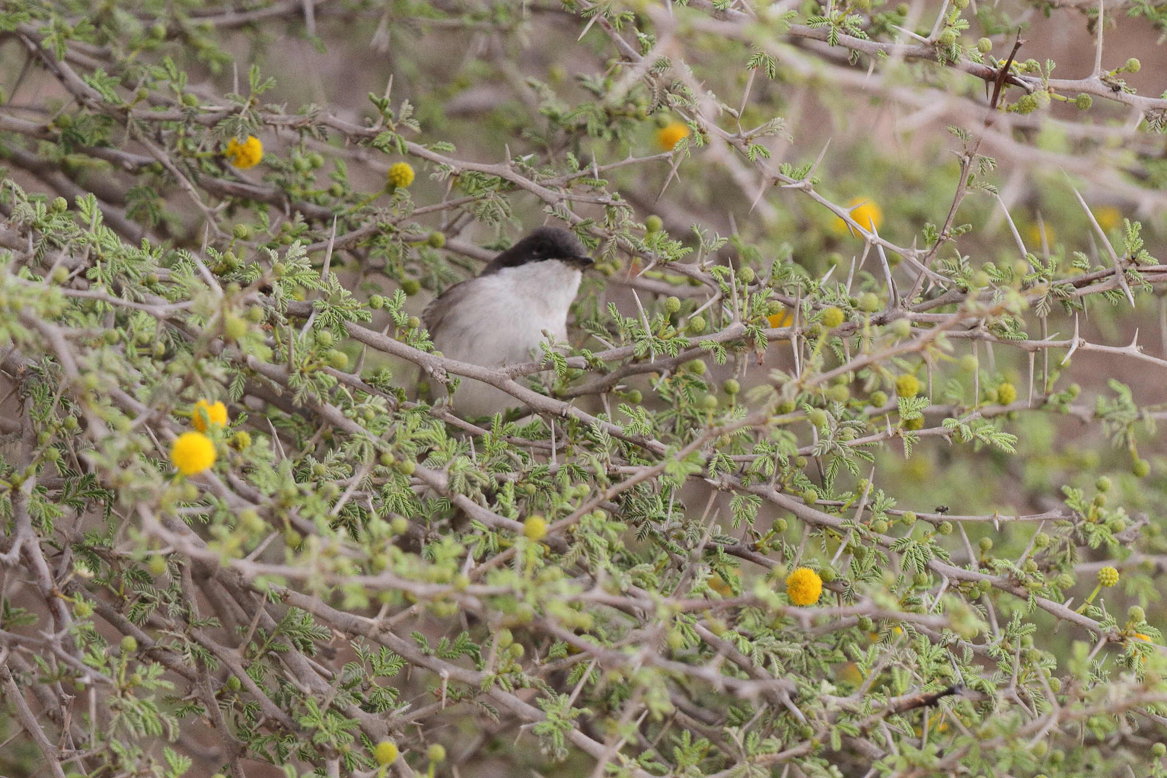'Eastern' Lesser Whitethroat. Qatar, 20 March 2013 © Neil G. Morris.
