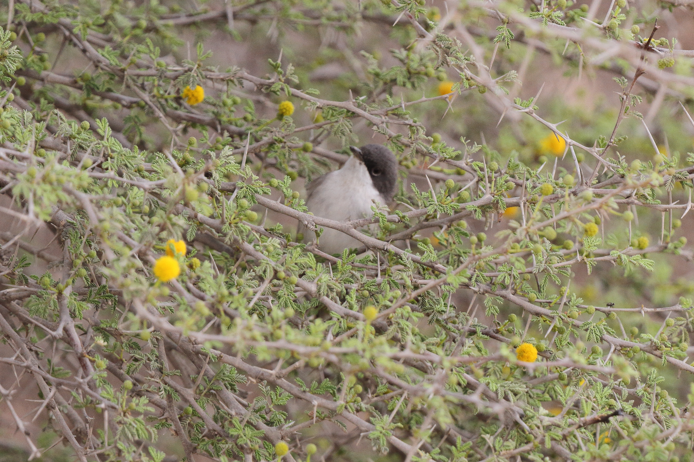 'Eastern' Lesser Whitethroat. Qatar, 20 March 2013 © Neil G. Morris.
