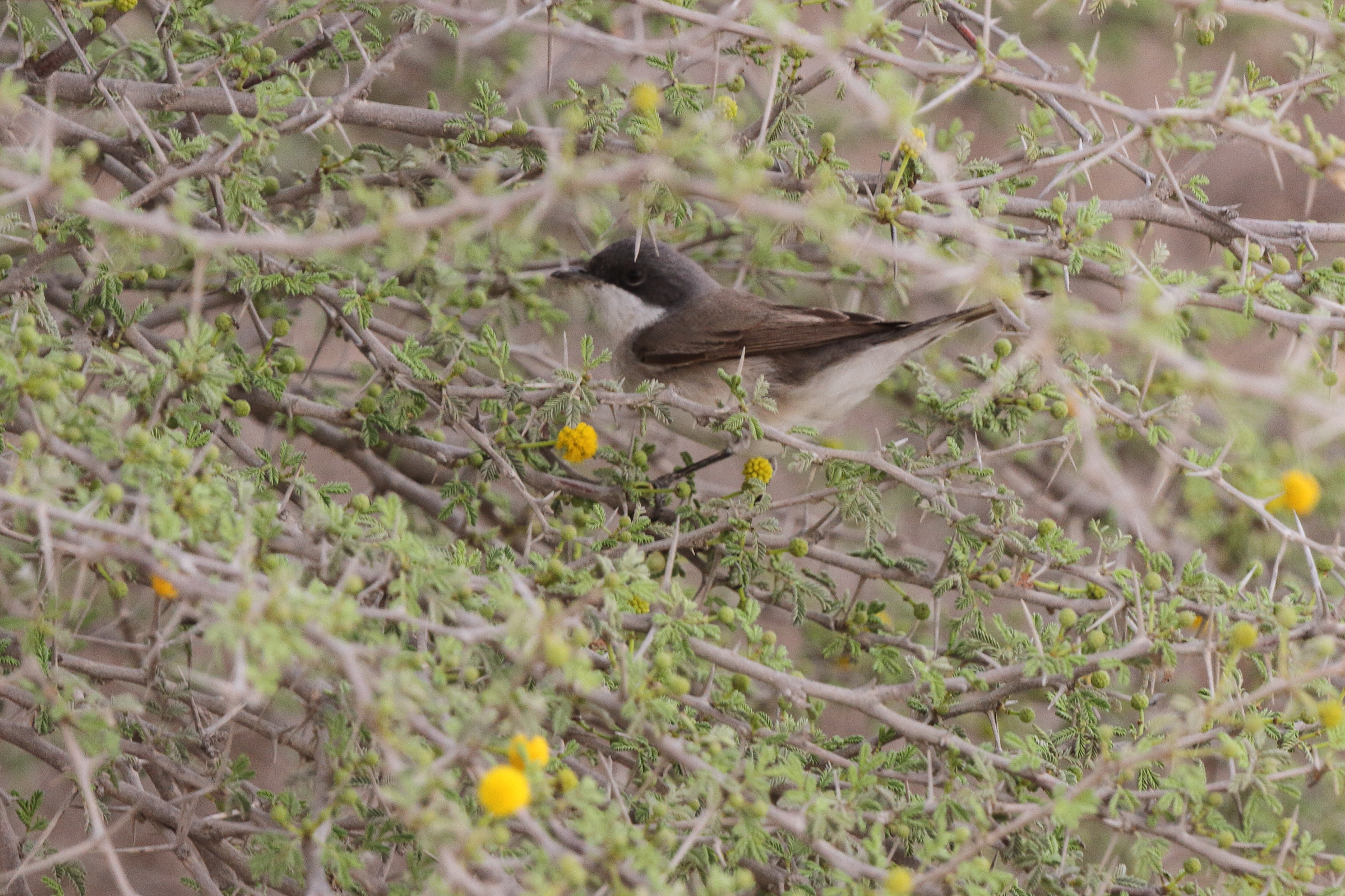 'Eastern' Lesser Whitethroat. Qatar, 20 March 2013 © Neil G. Morris.